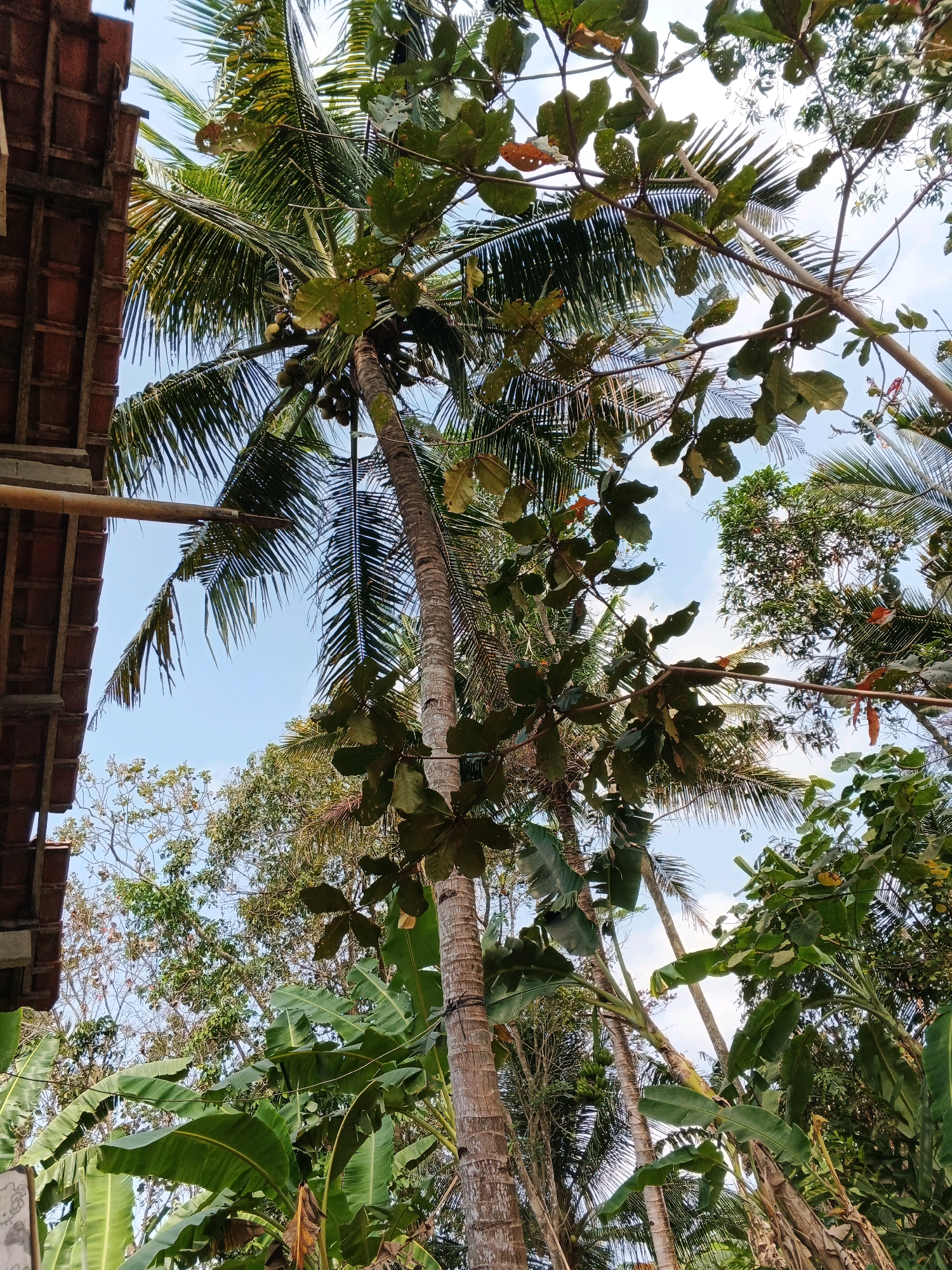 The image captures a view looking upwards from ground level in Planjan, Indonesia, with a cluster of tropical trees dominating the scene. A prominent coconut palm stands tall, its trunk textured and its fronds reaching towards the bright blue sky. Bunches of green coconuts are visible amidst the palm leaves. To the left, a portion of a building's roof with reddish-brown tiles is visible, along with a bamboo pole extending horizontally. Other trees with broad green leaves, possibly banana plants, are interspersed throughout the composition, creating a dense canopy. The overall impression is one of a lush, tropical environment.