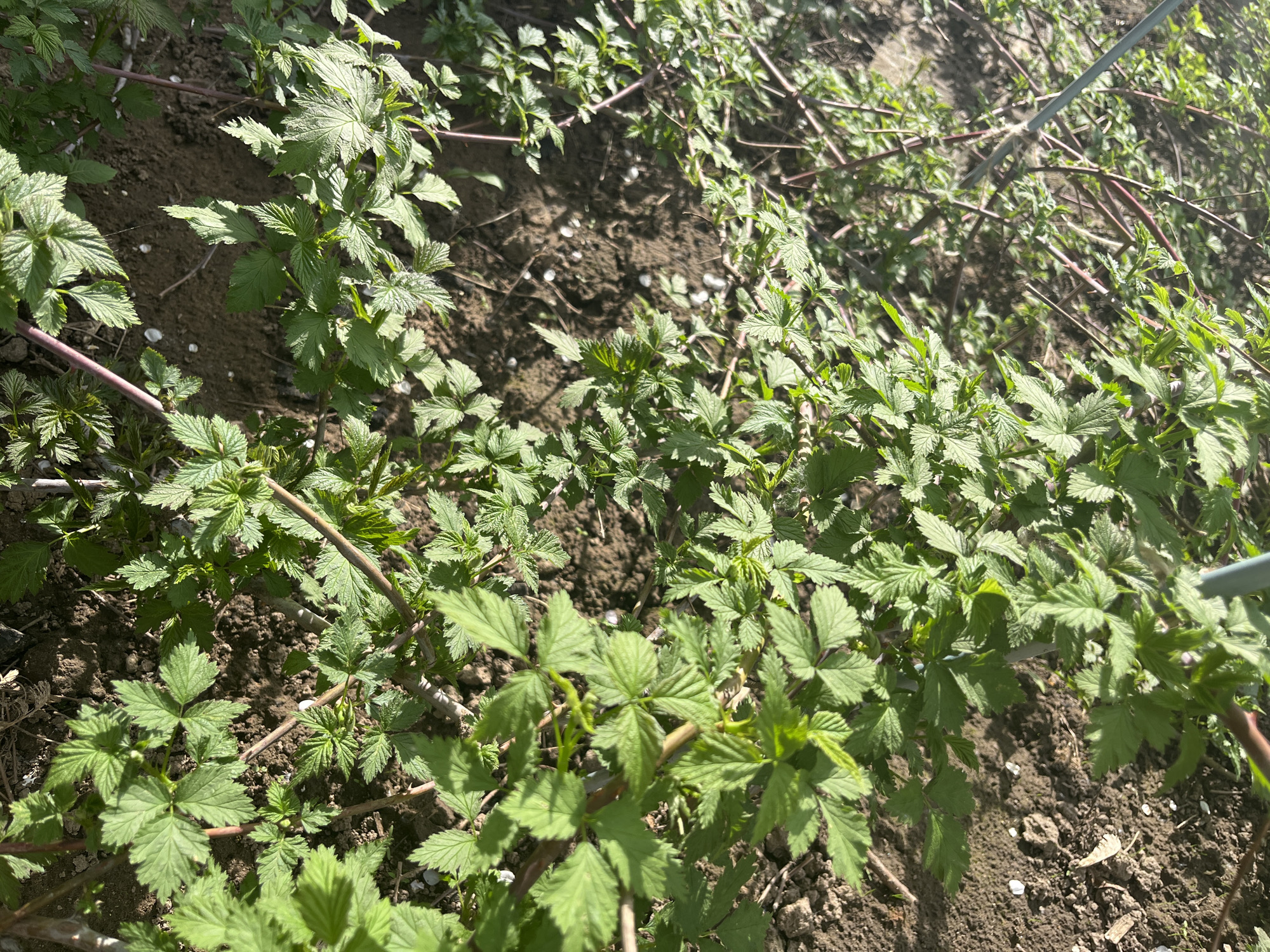 The image shows a patch of ground in Izhevsk, Russia, covered with vegetation. Predominantly visible are plants with green, serrated leaves resembling brambles. The ground is brown and somewhat uneven, with small, scattered white objects present. Brown stems intermingle with the green foliage. A section of a metal pole is visible in the upper right corner. The scene is outdoors, illuminated by sunlight.