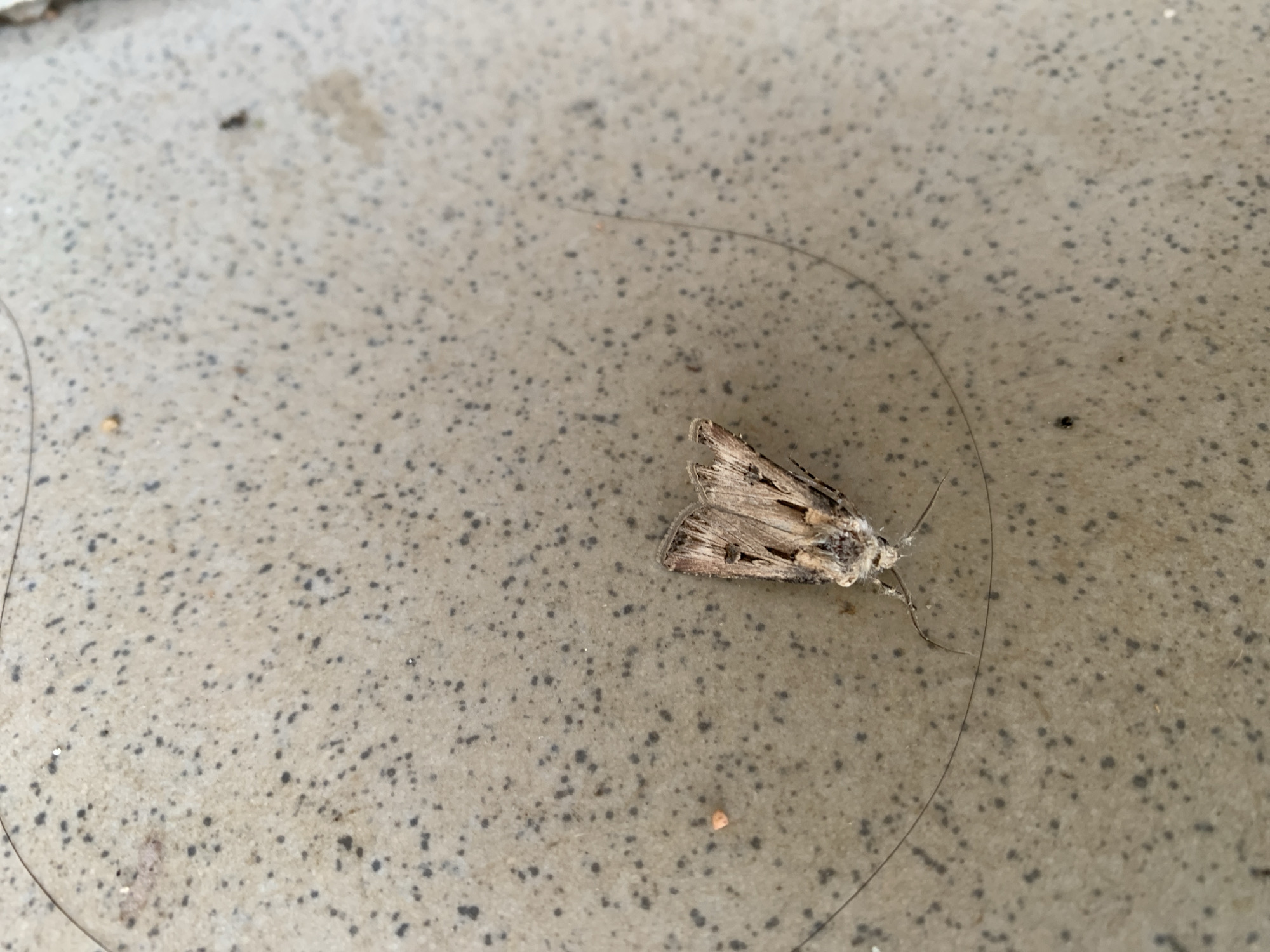 A light brown moth with dark markings on its wings rests on a speckled, light gray surface. The moth's antennae are extended, and its legs are visible. A long, dark strand, possibly a hair, curves around the moth and across the surface. The surface appears to be concrete or a similar material, with small dark speckles throughout. The background is out of focus. The scene is set in Kuru Karama, Nigeria.