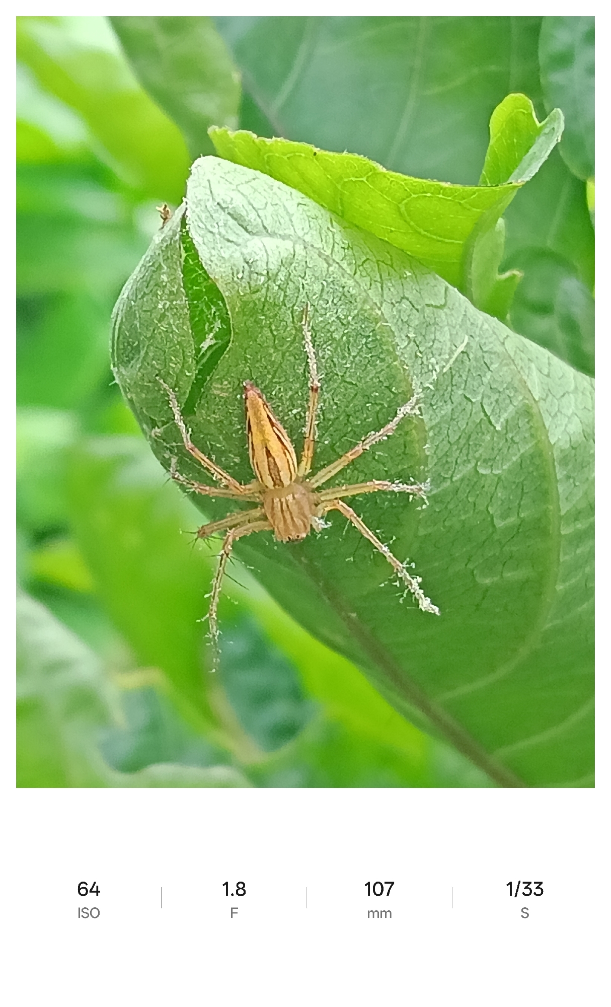 A spider, possibly a striped lynx spider (Oxyopidae), rests on a rolled or folded green leaf. The spider has a striped body and spiky legs. The photograph was taken in Lhokseumawe, Indonesia. Camera settings include ISO 64, f/1.8, 107mm focal length, and a shutter speed of 1/33 seconds.
