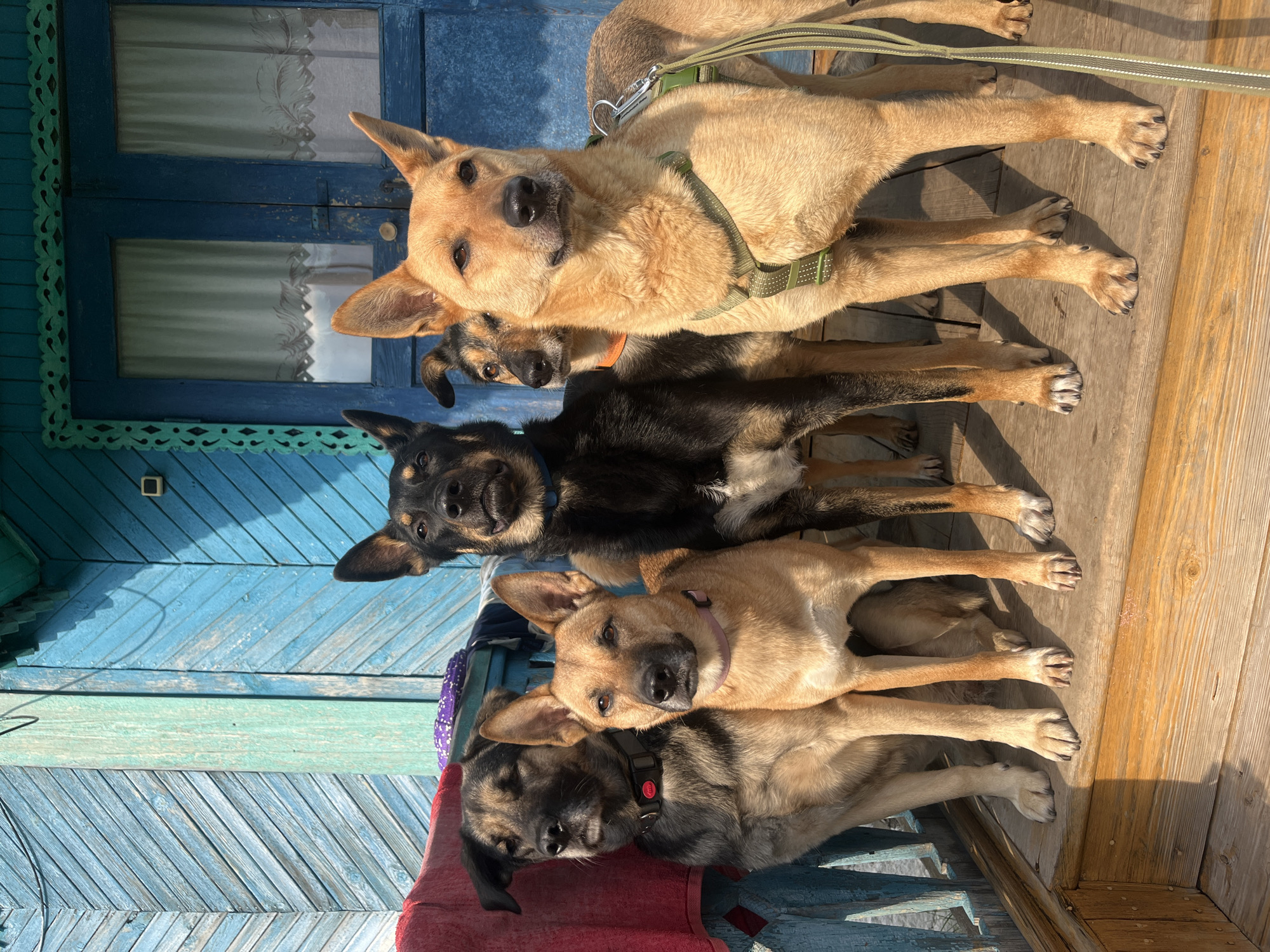 Five dogs are posed on a wooden porch in front of a blue wooden house with decorative trim. The dog on the far left is dark gray and tan, wearing a black collar with a red button. Next to it is a tan dog with a pink collar. Behind them, a black and tan dog looks forward. To the right of the black and tan dog is another tan dog wearing a green harness. The dog on the far right is mostly tan with dark markings on its back. The house has blue double doors with windows and white curtains. A red towel is draped over the porch railing on the left. The image appears to be taken outdoors on a sunny day. The architectural style and building materials suggest a location in Russia, potentially a dacha or a rural dwelling. This setting could be found in cities like Nizhny Tagil, Russia, where such traditional wooden houses are common.