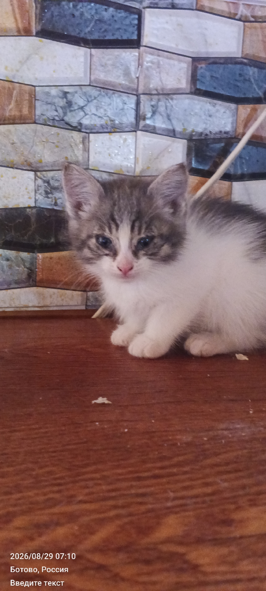 A close-up, eye-level shot features a small, fluffy kitten with gray and white fur sitting on a brown wooden surface. The kitten's face is white with gray markings around its eyes and ears. Its eyes are open and looking slightly to the left, and its nose is pink. The kitten is positioned in the center of the frame, with its body extending towards the right. In the background, a wall with a patterned tile design in shades of beige, brown, and blue is visible. A thin, light-colored stick or rod leans against the wall to the right of the kitten. The wooden surface in the foreground is textured and shows faint grain patterns. The image has text overlays at the bottom left corner indicating a date, time, and location: "2026/08/29 07:10", "Ботово, Россия" (Botovo, Russia), and "Введите текст" (Enter text).