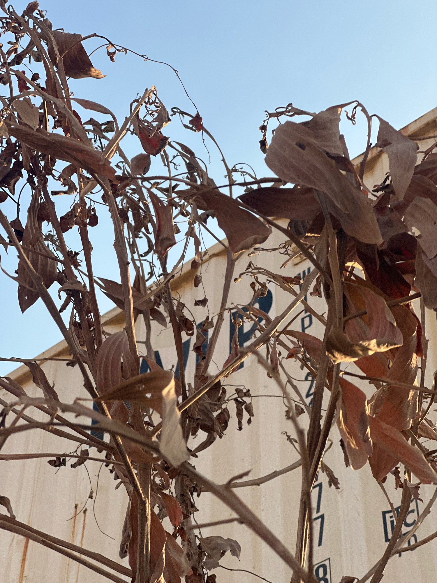 The image shows dead, brown foliage in the foreground, silhouetted against a clear blue sky. In the background, a portion of a white shipping container is visible, with dark blue lettering. The scene appears to be outdoors, likely in a public or industrial area within the city of Lowania, Indonesia. There are no people or animals depicted in the image. The focus is on the dried plant material and the shipping container.