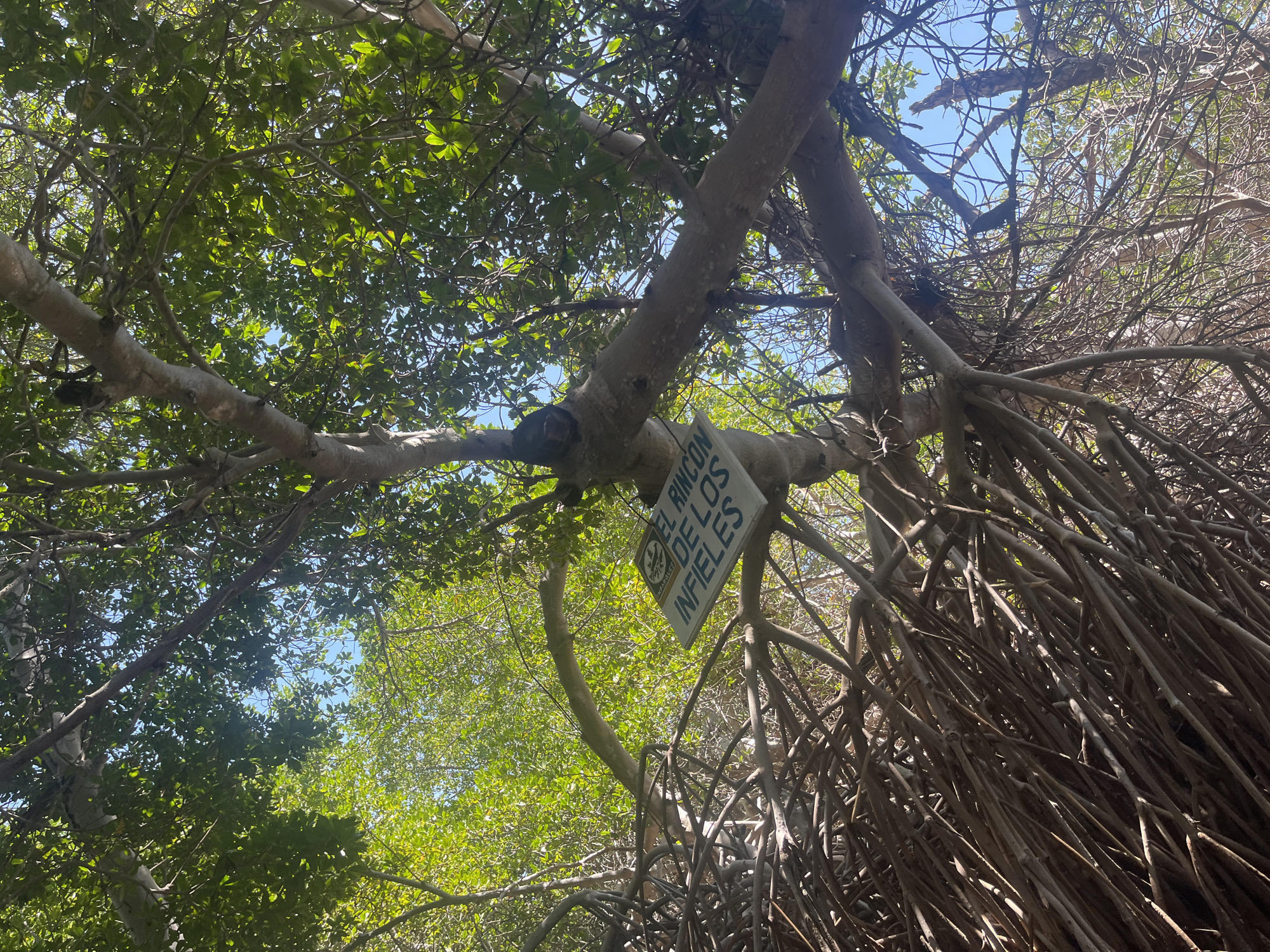 The image captures a mangrove forest scene in Santa María, Venezuela. In the foreground, a sign reading "El Rincón de los Infieles" (The Corner of the Unfaithful) is affixed to a tree branch. The dense network of prop roots characterizes the mangrove environment, while glimpses of the sky are visible through the canopy. The scene is shot from below, looking upwards into the trees.