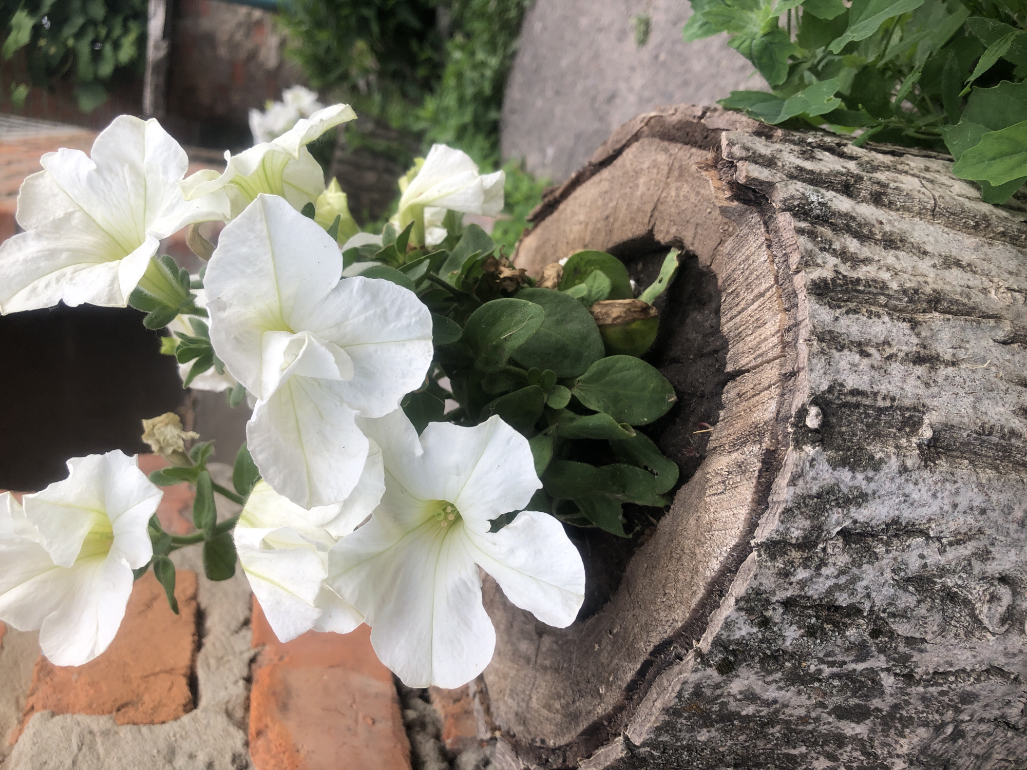 The image shows a close-up of white petunia flowers planted in a hollowed-out tree stump. The stump is rough and textured with visible wood grain and patches of gray and black discoloration. The petunias have large, delicate white petals with hints of pale green at the center. Some of the flowers are in full bloom, while others are partially opened or wilting. The background is softly blurred, revealing a brick wall on the left and green foliage and a gray, paved surface on the right, suggesting an outdoor setting. The lighting is natural, casting soft shadows and highlighting the textures of the flowers and the stump. There are no people or animals present in the image.