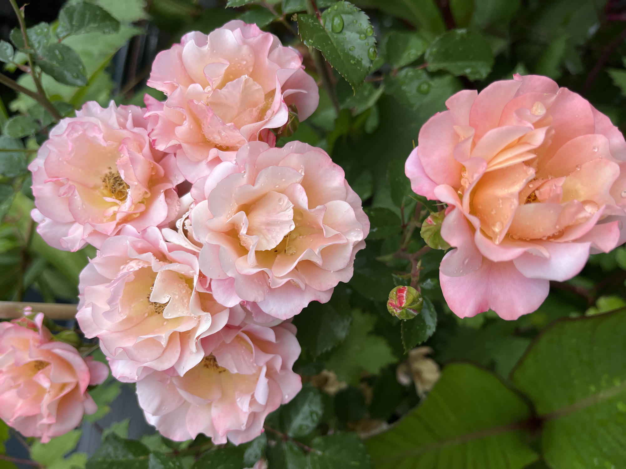 The image shows a cluster of light pink and peach roses with water droplets on their petals, surrounded by green leaves also with water droplets. There is also a rose bud in the image. The photo appears to have been taken outdoors in natural light. There is no information provided that allows for the location of the image to be determined as being in Alanya, Turkey.