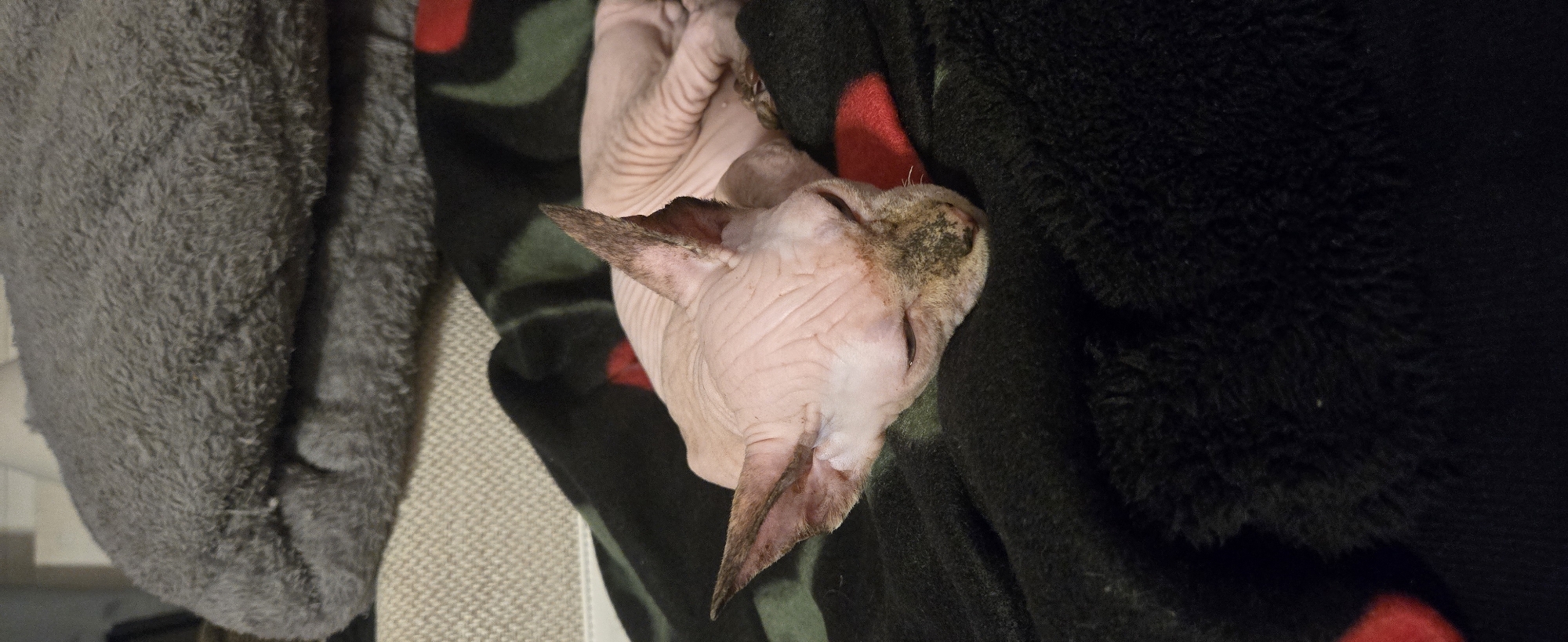 A light pink sphynx cat with dark brown markings on its ears and face is sleeping on a black blanket with a pattern of red and green shapes. The cat is curled up on its side, with its head resting on the blanket. Its eyes are closed, and its mouth is slightly open. The cat's skin is wrinkled, and it has prominent folds of skin on its face and neck. The blanket appears to be made of a soft, fuzzy material. In the background, a gray, fluffy blanket or towel is visible, folded over. The scene is indoors, in what appears to be a residential setting. The location is Unknown, Unknown.