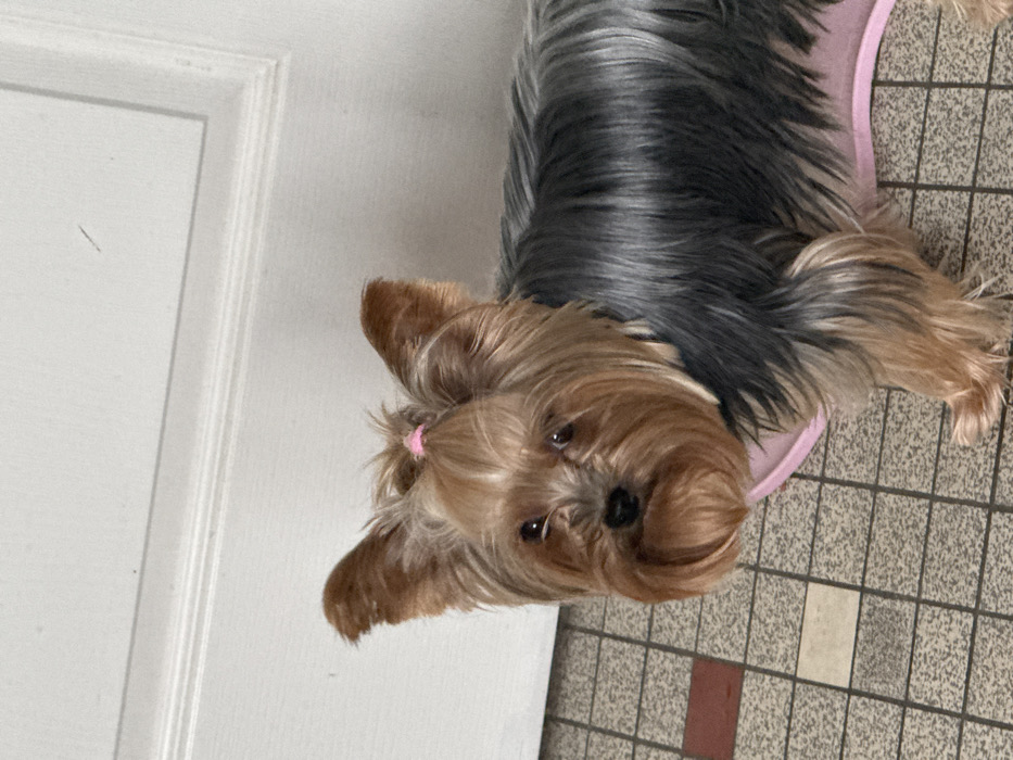 The image depicts a Yorkshire Terrier dog standing indoors on a tiled floor in Bischheim, France. The dog exhibits a blue-and-tan coat, with its head hair pulled into a topknot secured by a pink elastic band. Its facial fur forms a tan beard, and its ears are erect. A pink collar or harness is visible around its neck and chest, and it stands partially on a pink mat or blanket. The dog is looking directly towards the viewer. The flooring consists of square tiles, primarily light gray/off-white with interspersed darker brown/reddish and beige tiles. A plain white door or wall is visible in the background to the right.