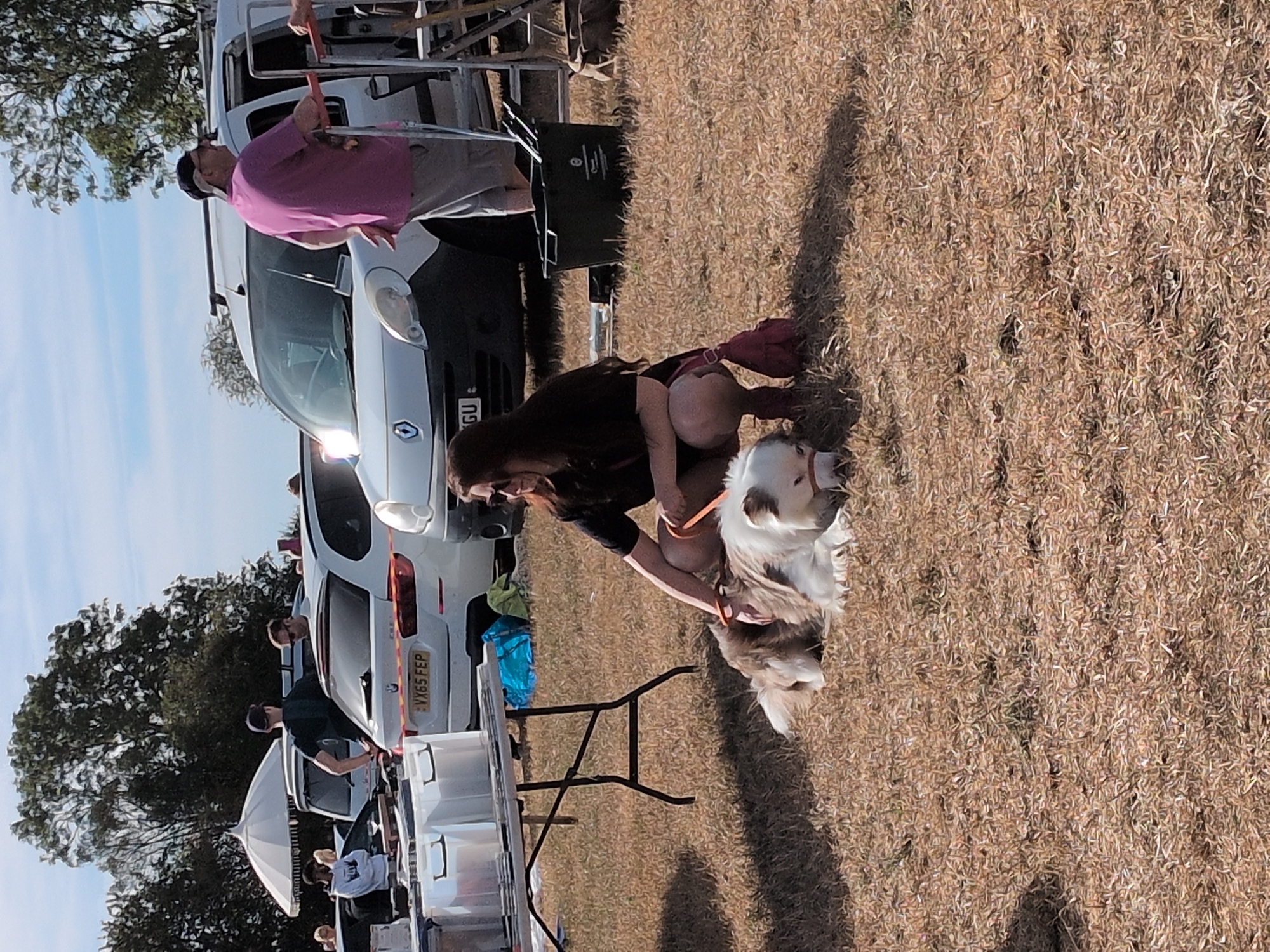 At an outdoor event, likely a market or fair, in Claverley, United Kingdom, a woman with long dark hair, wearing sunglasses and a dark t-shirt with red shorts, crouches on dry, patchy grass. She is interacting with two dogs, one predominantly white with brown markings lying down, and another smaller dog that appears to be brown and white, partially obscured. A red leash connects the woman to the white and brown dog. In the background, several vehicles are parked, including a white van and a white car with a license plate reading "VX65 FEP". A table with transparent containers is set up to the left, and a black bucket with items in it sits on the ground near the van. Other individuals are visible in the background, including a man in a purple shirt and a man wearing a dark t-shirt and a baseball cap. The environment is sunny with a blue sky and scattered clouds.