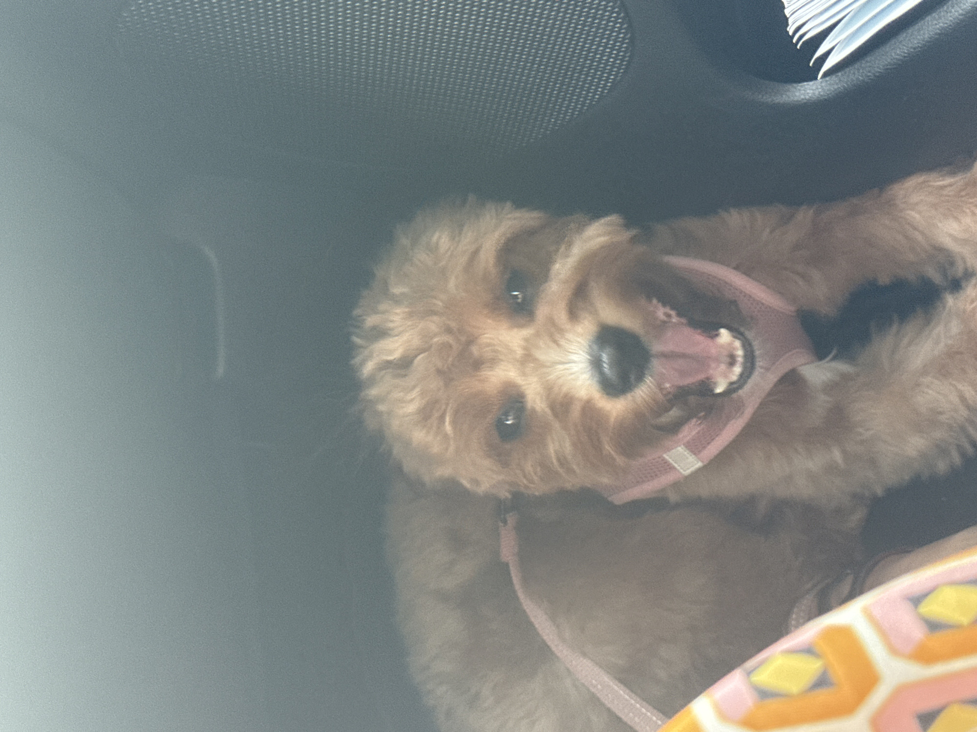 The image shows a close-up of a small, light brown dog with a pink harness, panting with its mouth open, inside a vehicle. The dog appears to be in the passenger seat or backseat, as indicated by the dark interior of the car and a textured speaker grille visible on the right side. A portion of a patterned fabric, likely a blanket or cushion, is visible on the lower left. The scene is dimly lit, suggesting it may be inside a car parked or moving, possibly in Deerfield Beach, Florida, United States of America, given the typical climate and context of dog travel. There are no people visible in the image.