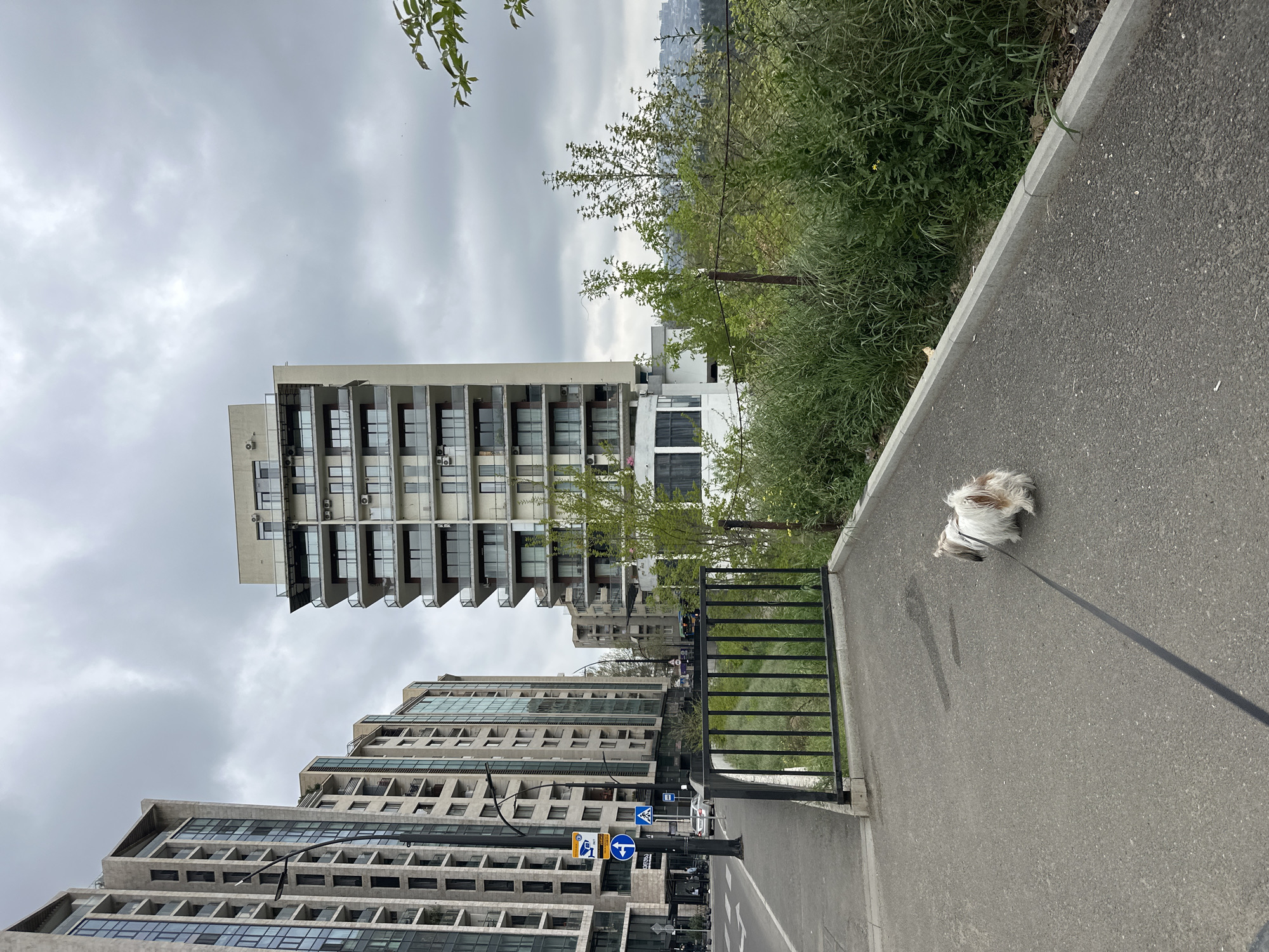 A sidewalk scene shows a small dog on a leash, with modern architecture in the background. The location is Tbilisi, Georgia. The dog is a light-colored, long-haired breed. The sidewalk is asphalt. A black metal fence separates the sidewalk from a grassy area. Modern buildings with glass windows are in the background. Street signs are visible. The sky is overcast.