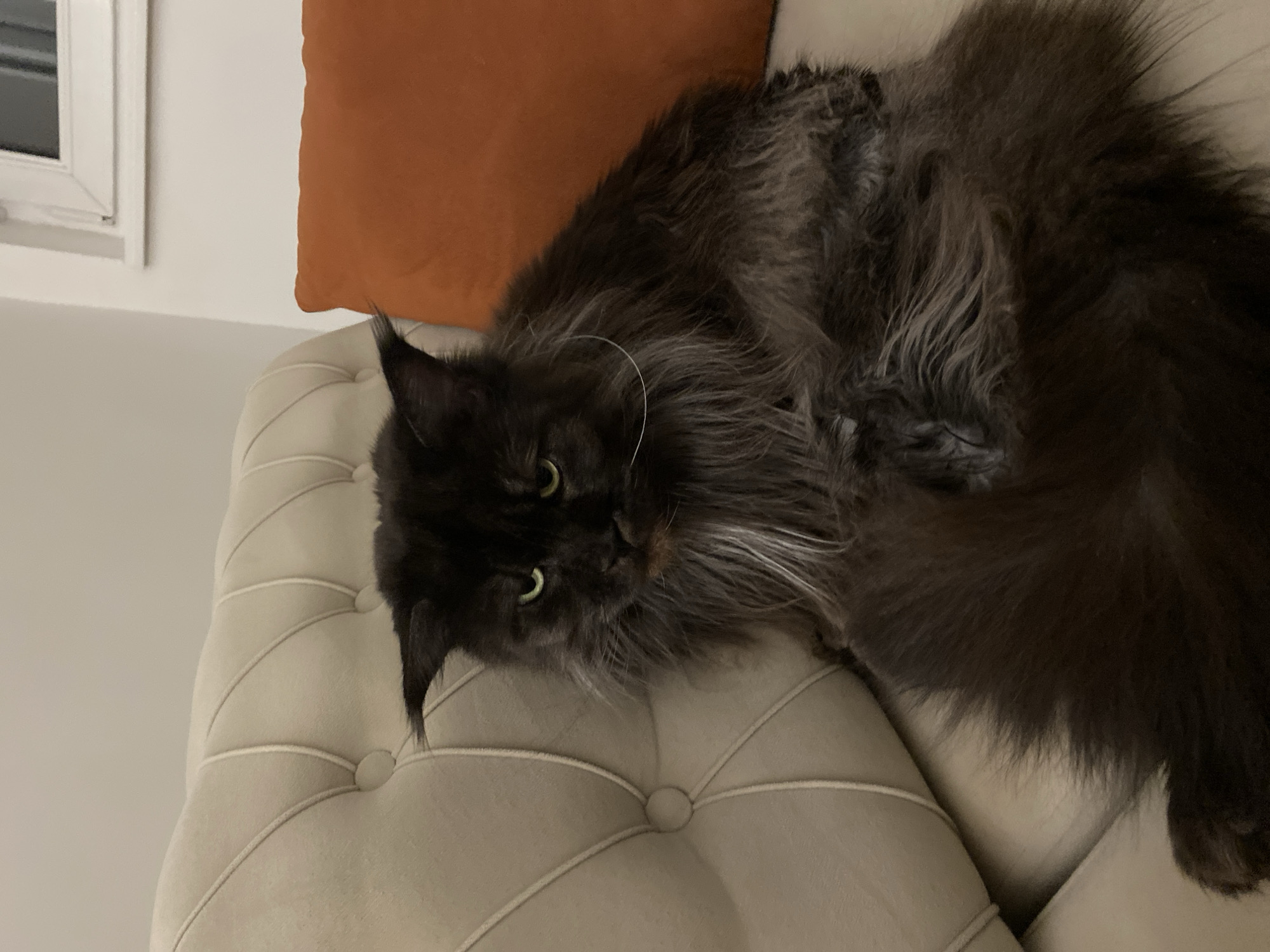 A large, dark-furred cat with long whiskers is lying on a beige tufted sofa. An orange pillow is visible behind the cat. The background includes a window frame and a light-colored wall. The location is unknown and not discernible from the image. The city of Novi Sad, Serbia, is not specified in the image.