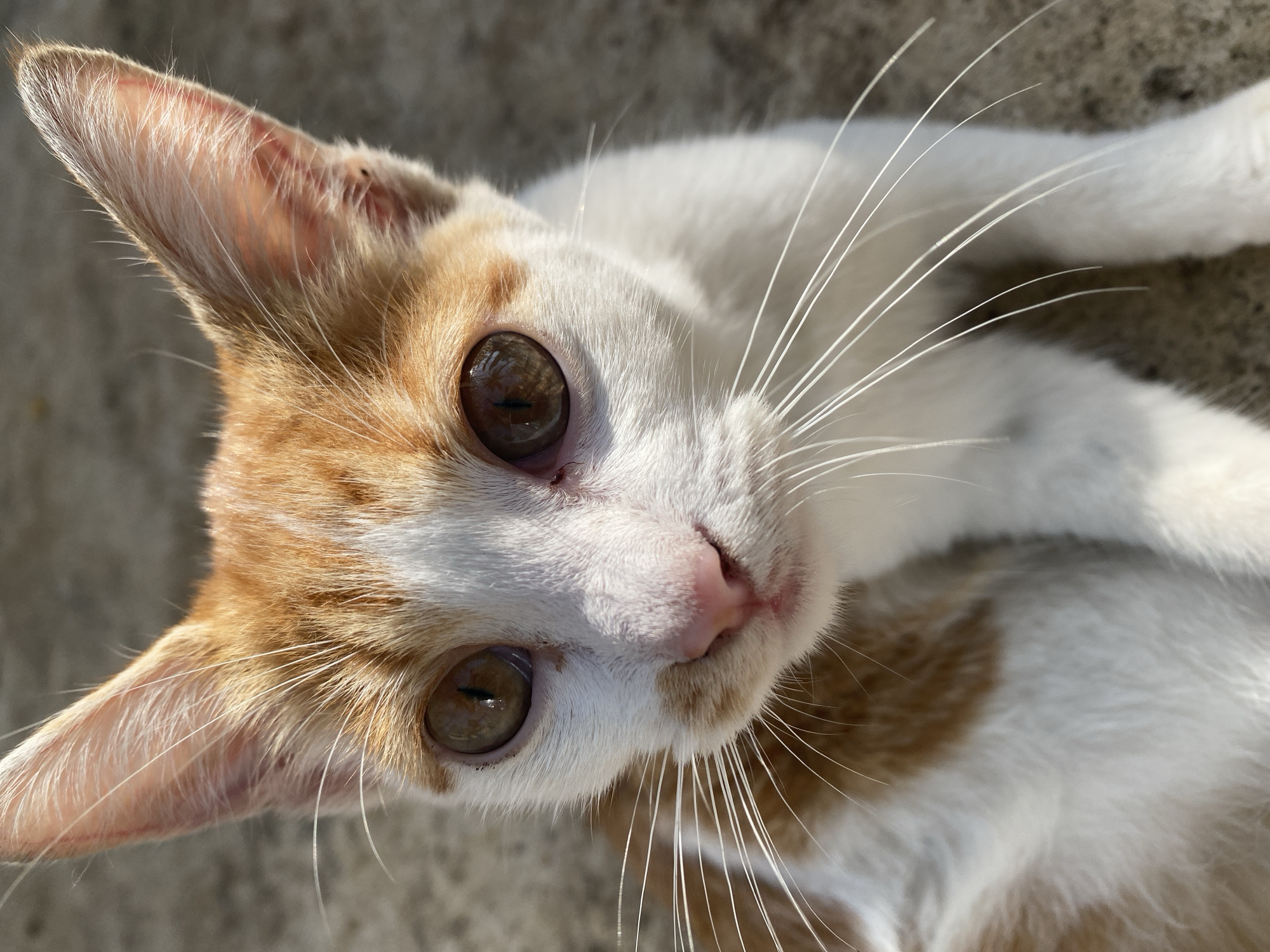 A close-up, high-angle shot shows a white and orange cat with large, amber eyes. The cat is lying down, its head tilted toward the camera. The cat's nose is pink and its whiskers are long and white. The background appears to be a concrete surface. There is no evidence to indicate that this image was taken in Maigizo, Nigeria.