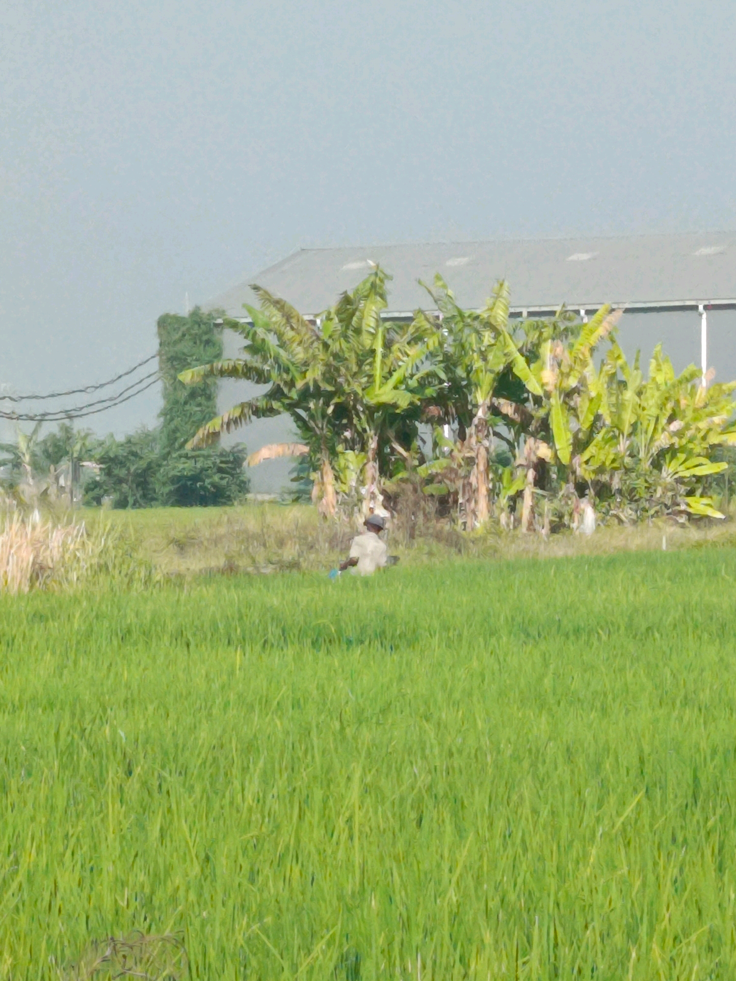 In a rural setting in Kwangsan, Indonesia, a man in a light-colored shirt is seated in a field of green grass. To the right of the man, a cluster of banana trees stands tall. Behind the trees, a large building with a gray roof and a white facade is visible. Power lines stretch across the upper left portion of the image, with a green, ivy-covered structure to their left. The sky is a hazy light blue.