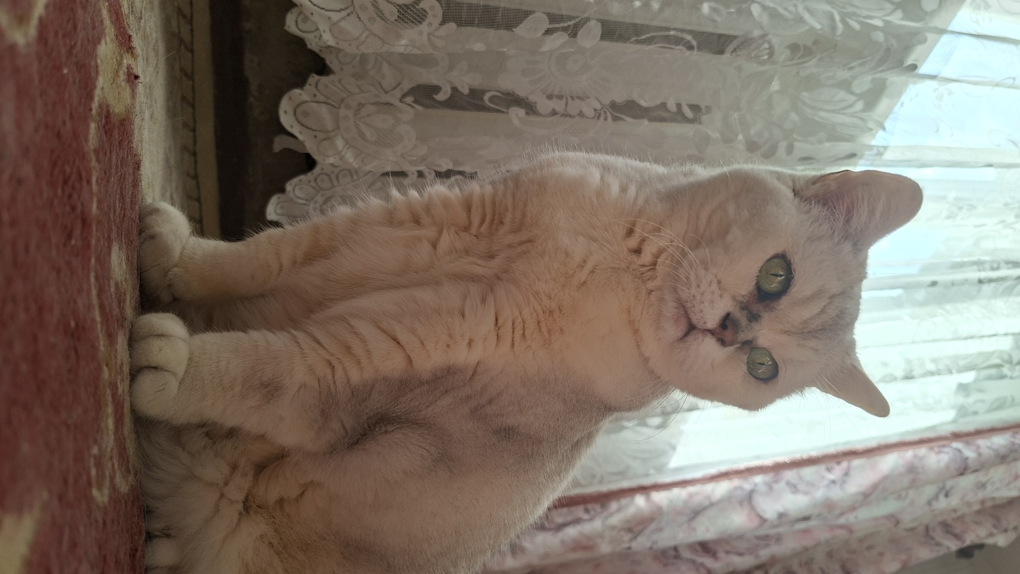 A pale-furred cat with green eyes lies near a window covered with sheer white curtains. The cat's paws rest on a red patterned surface. The scene appears to be indoors and is located in Забалоцкі сельскі Савет, Belarus.