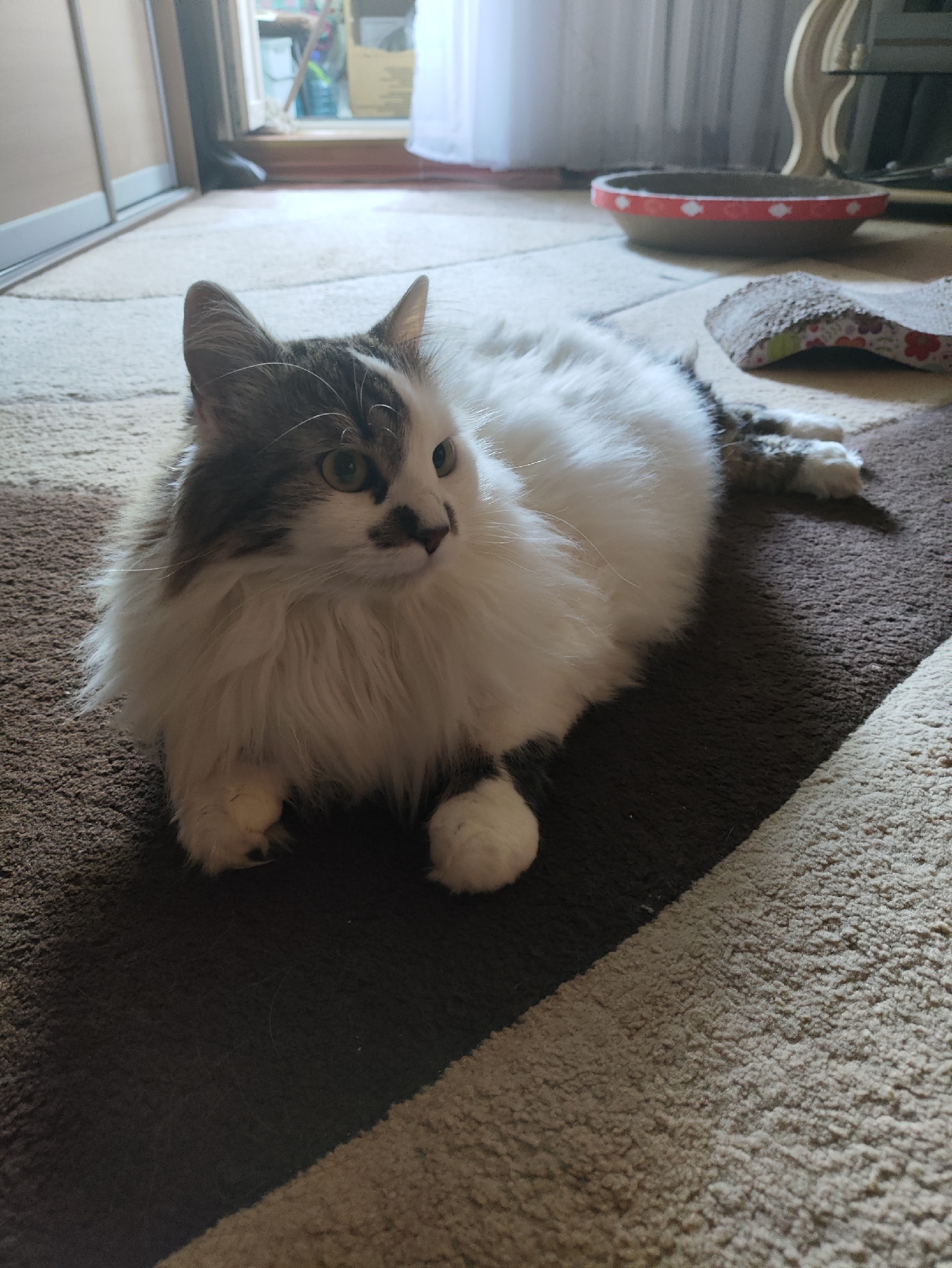 A fluffy, long-haired cat with white and grey markings is lying on a rug. The cat is facing to the right, with its body curled up. Its front paws are tucked beneath its chest, and its hind legs are extended. The rug has a striped pattern with brown and cream colors. In the background, there is a door with a window and a glimpse of what appears to be an indoor setting. There is also a red and white patterned bowl and a cardboard scratching post. The scene is indoors, in a residential setting. No specific location in Kharkiv, Ukraine can be identified from the image.