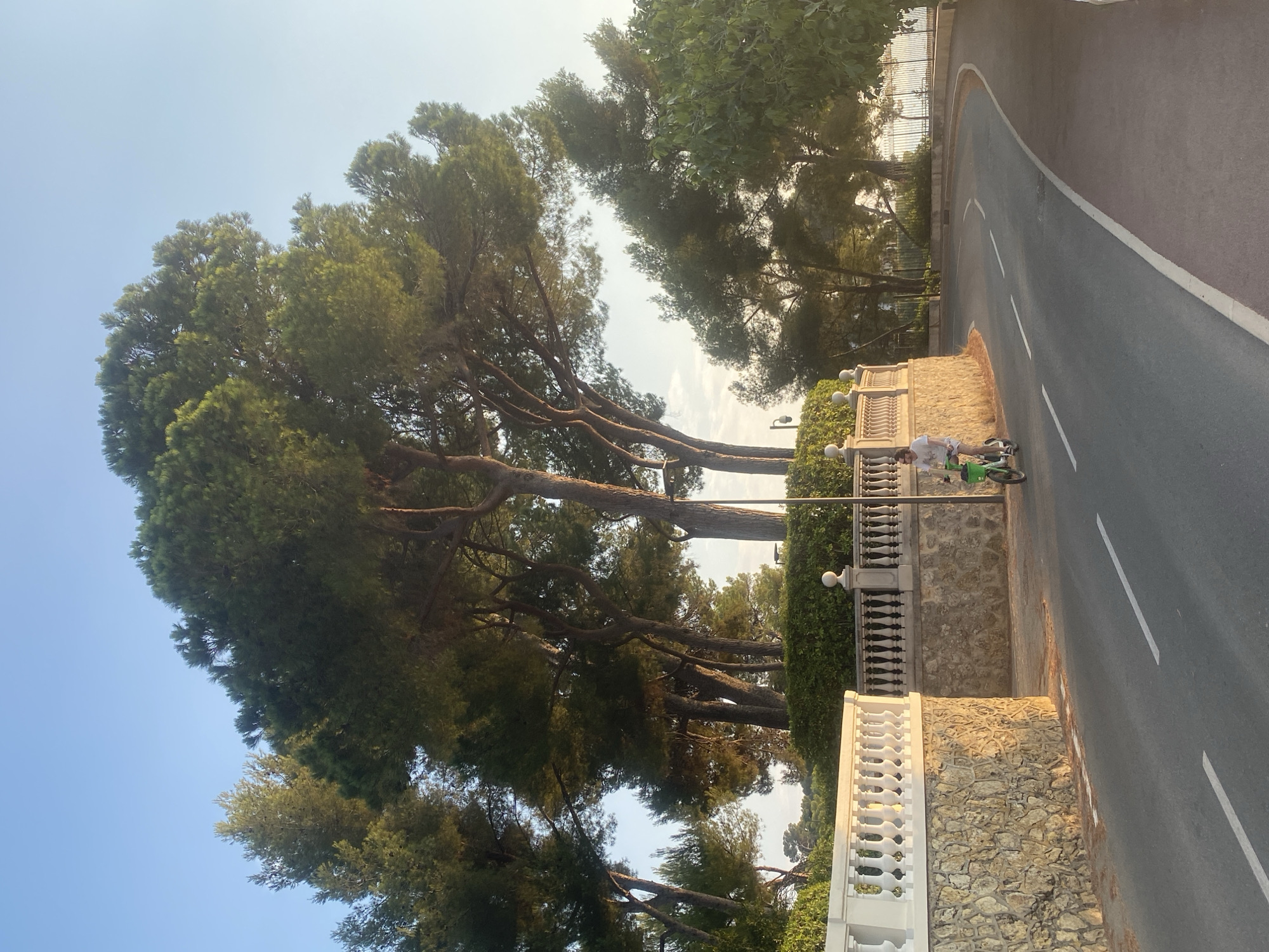 In Antibes, France, a person rides a green electric scooter on a winding asphalt road during the day. The road is lined with a stone wall and a decorative balustrade. Tall pine trees with dense green foliage are prominent throughout the scene, with some reaching into a clear, pale blue sky. Sunlight casts a warm glow on the stone wall and the trees. The road features white lane markings, and a pedestrian path runs alongside it on the right. In the distance, hints of the sea and further greenery are visible.