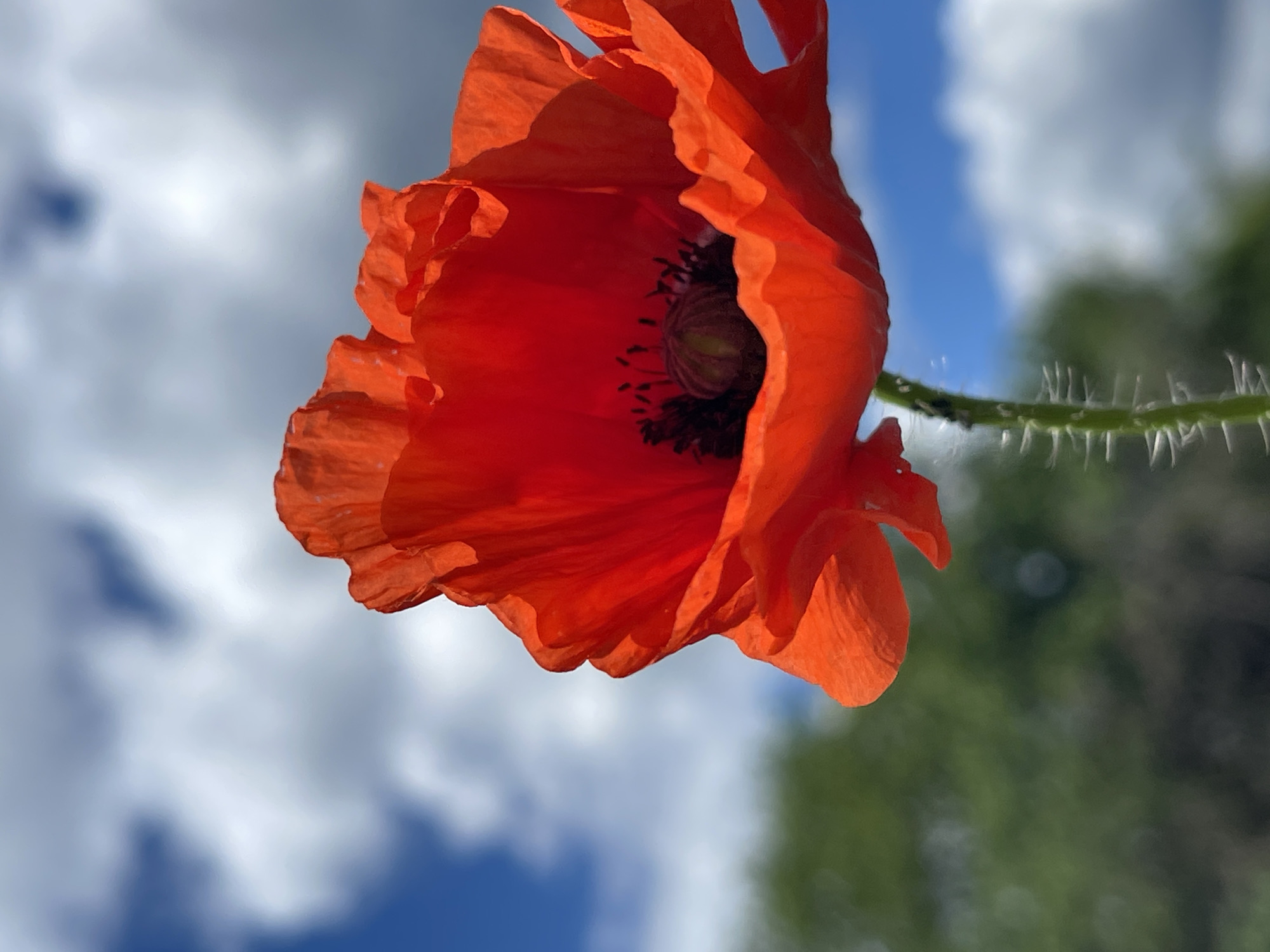 A close-up, low-angle shot depicts a single, vibrant red poppy flower with a dark, central seed head. The flower is in sharp focus, showcasing the detailed texture of its petals. Its stem, covered in small, bristly hairs, extends toward the upper right corner of the frame. The background is blurred, featuring a partially cloudy blue sky and a green, indistinct mass of foliage. The location is specified as Popasne, Ukraine, but no elements in the image directly confirm this. There are no people visible.