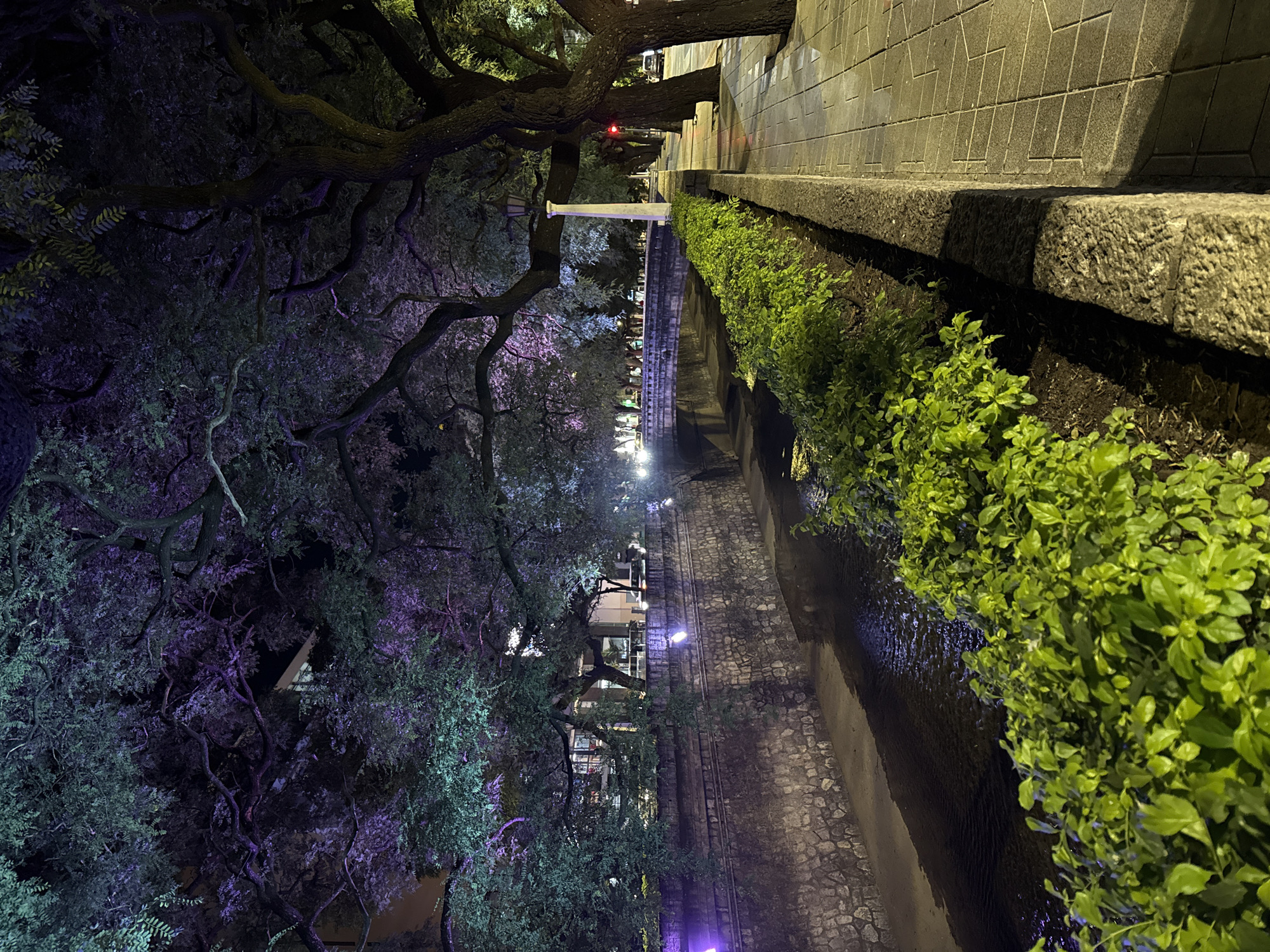 Night scene of Cañada de Cordoba, Argentina, featuring a tree-lined water channel and pedestrian walkway. The water channel is on the left, bordered by stone embankments and dense green vegetation. The trees above are illuminated with purple lighting. On the right, a paved walkway is visible, constructed from stone blocks. A bridge spans the water channel in the distance. The time is likely night.