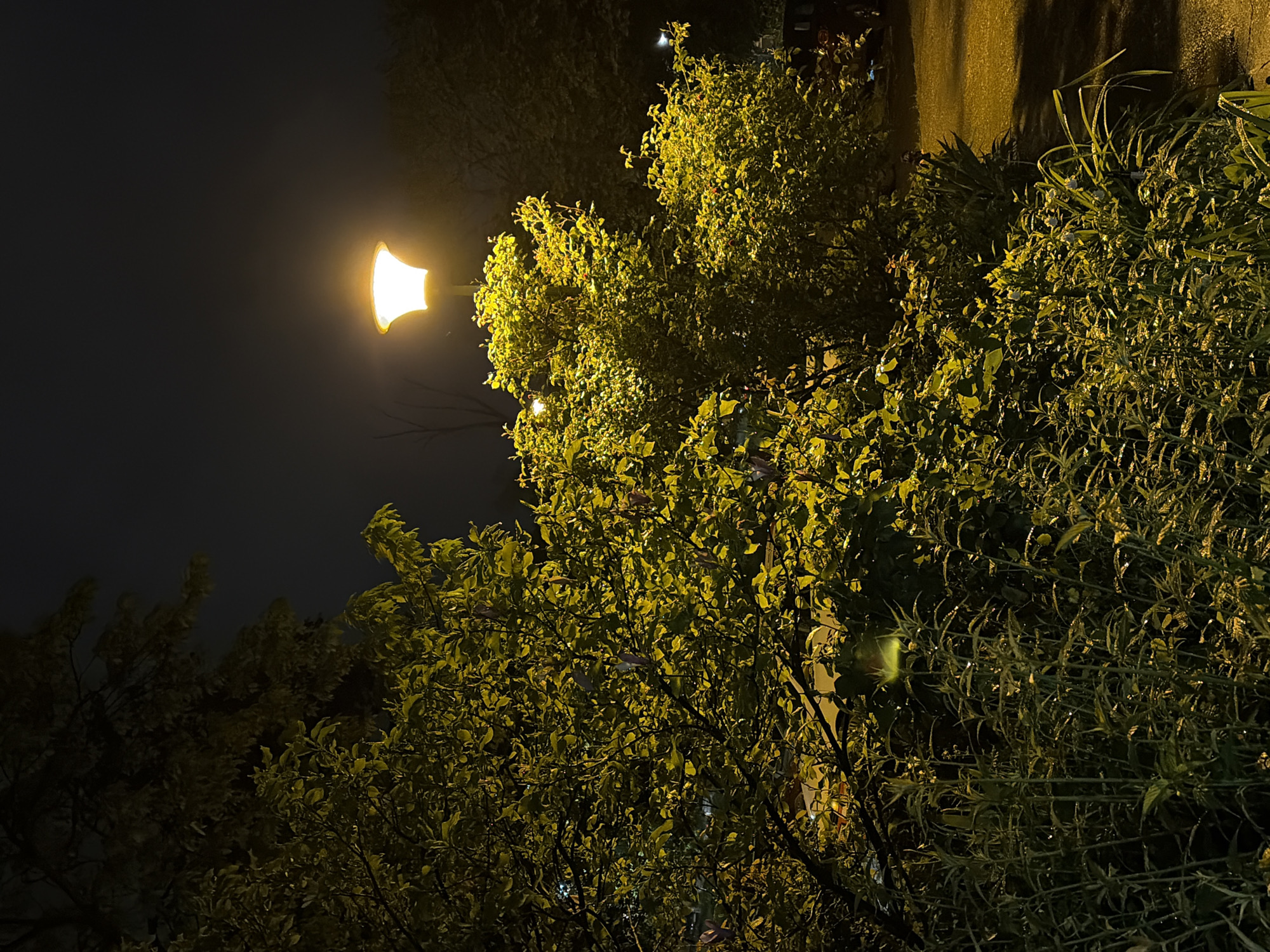 This vertical image depicts a nighttime scene in Vozdovac Urban Municipality, Serbia, dominated by a bright street lamp and dense foliage. A single lamppost with a warm, bell-shaped yellow light source is prominent on the left, casting a strong glow over its surroundings.
The light illuminates a variety of green and yellowish foliage, including bushes and trees, which occupy most of the frame. The leaves appear vibrant where directly hit by the artificial light, and some show a glistening quality, possibly from dew or recent moisture. The background consists of a dark night sky and subtle hints of a light-colored wall or building structure on the upper right, also receiving a warm yellow tint from the lamp.
No people or animals are visible, creating a quiet and serene nocturnal atmosphere. The image captures a static outdoor setting, devoid of any specific activity or event. There is no visible text in the scene.