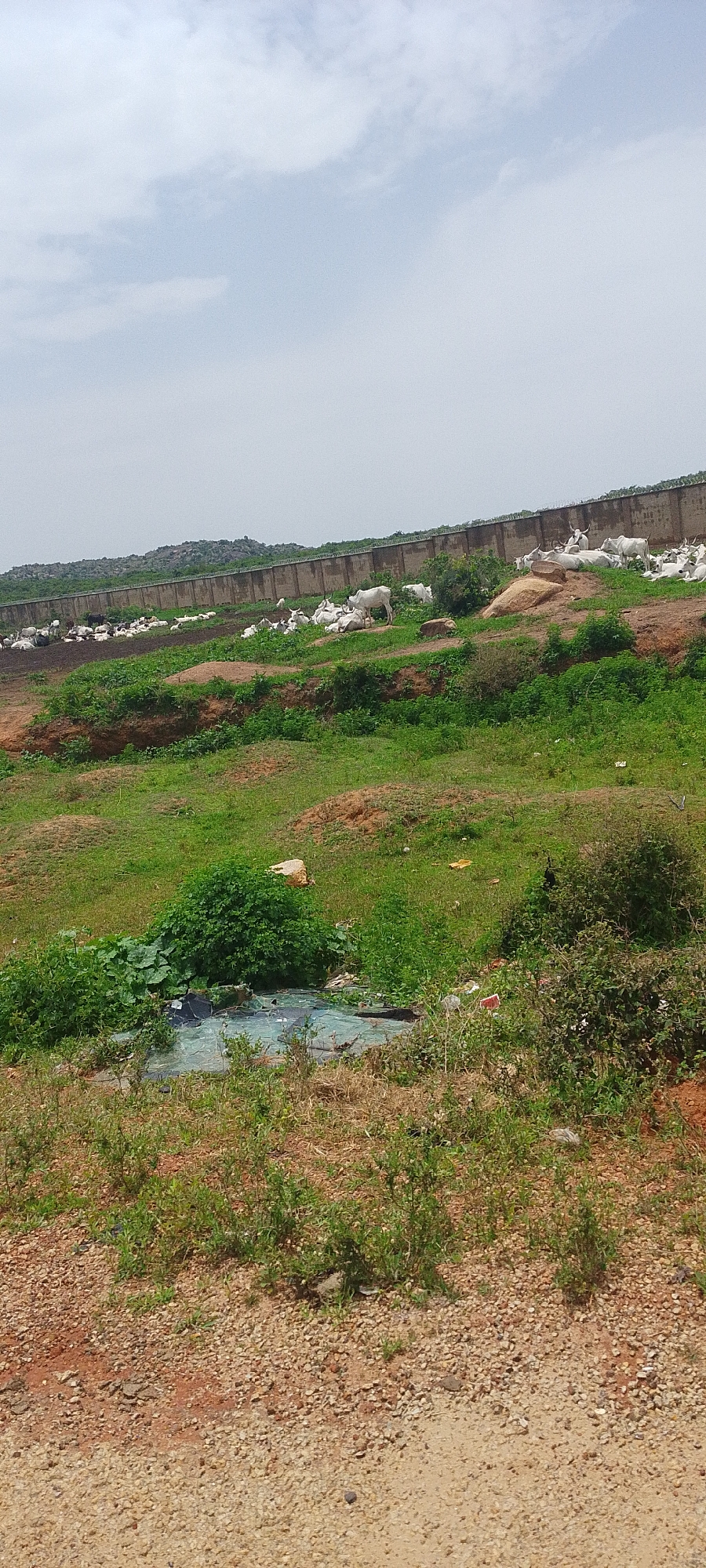 The image depicts a rural scene in Kwang, Nigeria, with a herd of white cattle grazing near a long, concrete wall topped with barbed wire. The landscape is predominantly green, with rolling hills and patches of dry, reddish-brown earth. In the foreground, there is a small, discolored body of water, possibly a pond or a stagnant pool, littered with debris, including plastic sheeting. The surrounding area is covered in grass and scrubby vegetation. The wall appears to be a boundary, possibly enclosing the grazing area or separating it from something beyond. Several white cows are visible, some lying down and others standing, with their characteristic humps. The sky is overcast with light clouds, suggesting a moderately bright day, likely mid-morning or afternoon. There is no discernible text in the image. The overall impression is one of a functional, perhaps agricultural, setting, though the presence of trash near the water source detracts from an otherwise natural landscape.