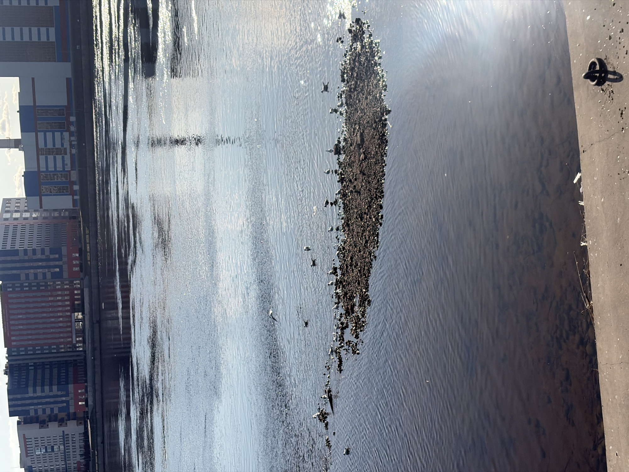 The image depicts a wide river view in Saint Petersburg, Russia, observed from an embankment, likely on Petrogradsky Island, looking northwest towards Vasilyevsky Island across the Malaya Neva River.
In the foreground, a gray concrete embankment spans the bottom of the frame, with a dark metal mooring ring visible on its right side. The midground is dominated by the dark, rippled surface of the Malaya Neva River, reflecting sunlight and elements of the sky and distant buildings. A small, dark, irregular-shaped islet composed of rocks and debris is centrally located in the river. Approximately two dozen white and grey gulls, along with several darker ducks, are present; most are resting on the islet, while some are swimming in the surrounding water. One gull is captured in mid-flight above the water to the left of the islet.
The background reveals the urban skyline of Vasilyevsky Island. From left to right, a series of modern multi-story buildings are visible. These include a light-colored building, followed by several structures featuring distinctive vertical striped facades in blue and grey, and a prominent building with vertical red and grey stripes. Further to the right, a large industrial-style building, light in color with blue accents, stands with a tall, light-colored industrial chimney rising above it. The sky above is bright blue with scattered white clouds.