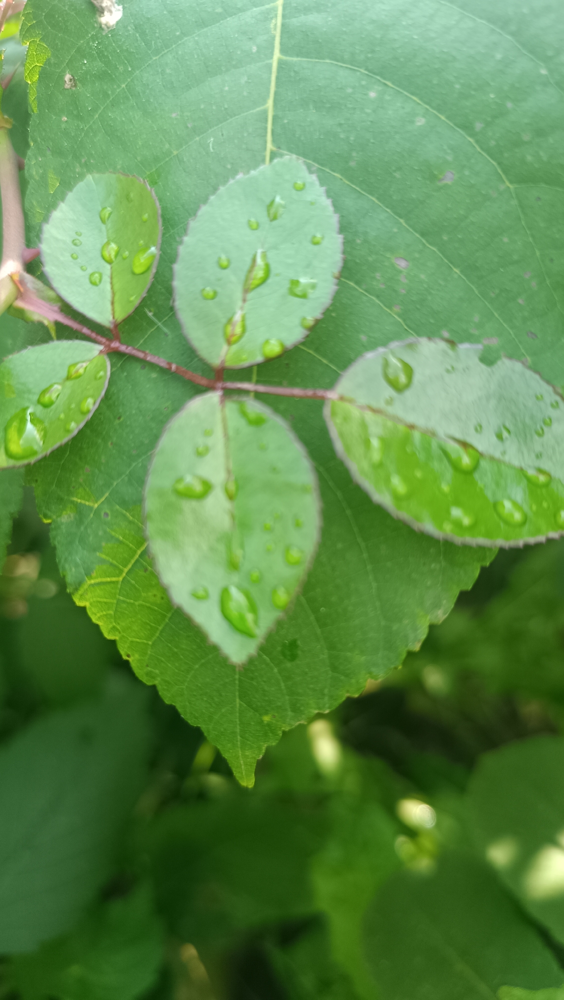 The image shows a close-up view of several green leaves, some of which are covered in water droplets. The leaves appear to be from a plant with a reddish stem, possibly a rose bush. The background is a blur of more green foliage. There is no indication of the city of Karsha, Russia, or any people, actions, or interactions. The scene is purely botanical.