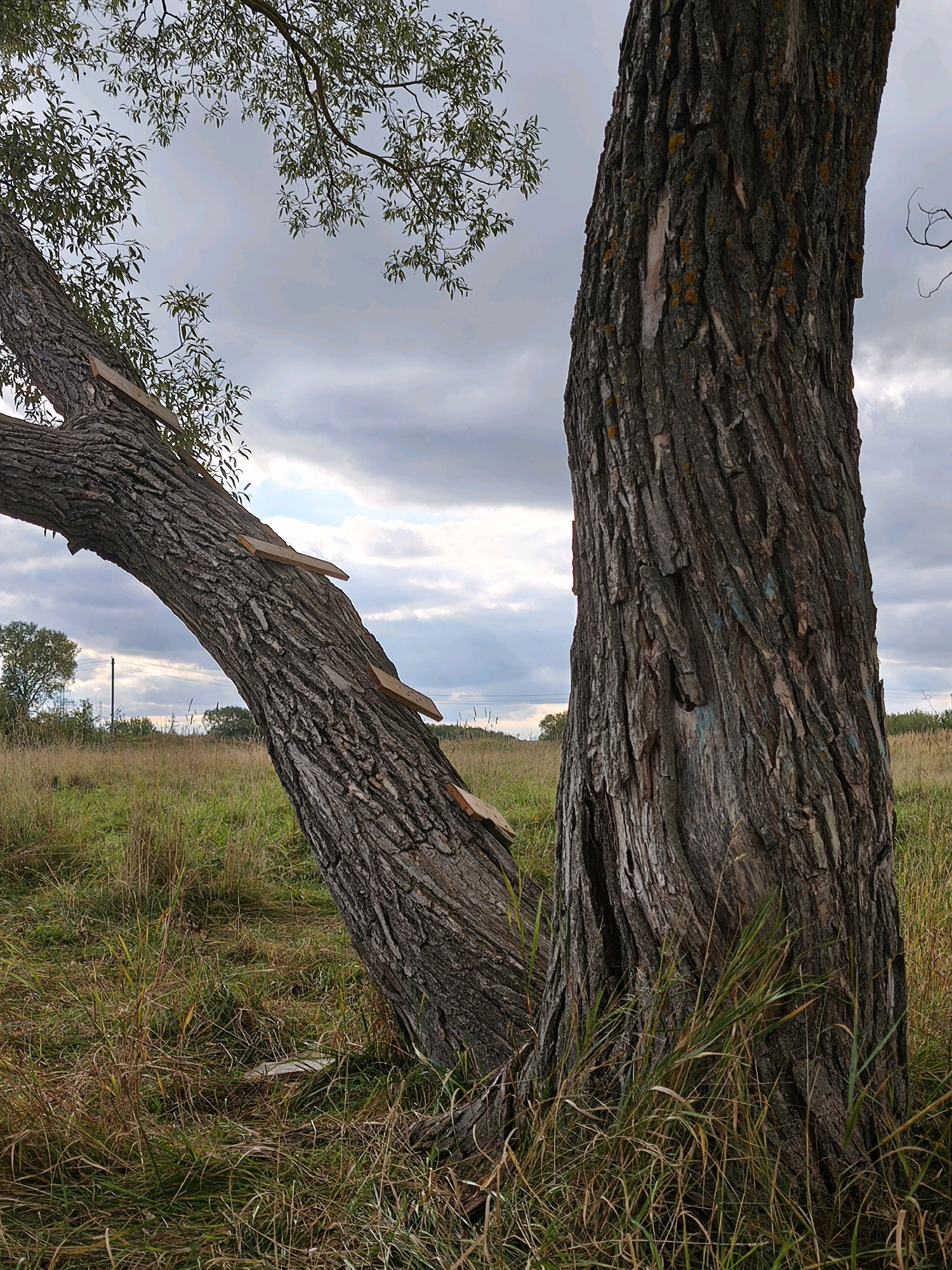The image depicts an outdoor scene with two large trees in the foreground, set against a backdrop of a grassy field and a cloudy sky. One tree is positioned to the right, with its thick, textured bark dominating the right side of the frame. To the left, another tree leans at an angle, its trunk also showing rough bark. Several flat wooden planks are affixed to the side of the leaning tree, appearing as makeshift steps or supports. The ground is covered in tall, dry grass, with some green grass intermingled. In the distance, a few more trees and a utility pole are visible, suggesting a semi-rural or park-like setting. The sky is overcast, with patches of lighter clouds and darker, heavier clouds. There are no people or animals visible in the image. The overall impression is one of a natural environment, possibly a park or a wooded area, with the addition of human-made elements on one of the trees. There is no information available to place this image in the city of Mahilyow, Belarus.