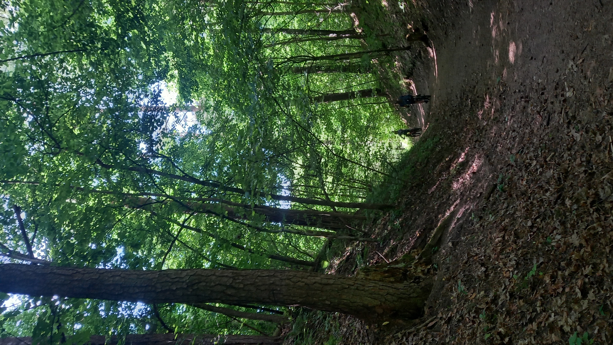 A vertical-orientation photograph captures two individuals cycling on an unpaved dirt path through a dense, deciduous forest. The scene is located within the city of Zvenigorod, Russia.
The image is dominated by lush green foliage, indicating a spring or summer season, with numerous tall trees forming a thick canopy overhead. Patches of bright sky are visible through gaps in the leaves, allowing dappled sunlight to penetrate and create strong contrasts of light and shadow on the forest floor and path.
In the foreground and midground, a wide dirt path stretches into the distance, appearing to have a slight upward incline. To the immediate left of the path, the terrain slopes steeply upwards, covered densely with a layer of dry, brown fallen leaves and scattered patches of green undergrowth. Shadows from the overhead canopy are cast diagonally across this slope. A large, thick-trunked tree with rough bark stands prominently on the far left, bordering this slope.
Two cyclists are visible on the path, moving away from the viewer. The lead cyclist is positioned further down the path on the left side, wearing a light-colored (appears yellow or light green) top and riding a dark-framed bicycle. The second cyclist is closer to the camera, positioned on the right side of the path, wearing a dark-colored (appears blue or black) top and also riding a dark-framed bicycle. Both bicycles appear to be mountain bike style. Their forms are partially silhouetted against the filtered light. The overall environment is one of a natural, wooded trail, typical for recreational cycling.