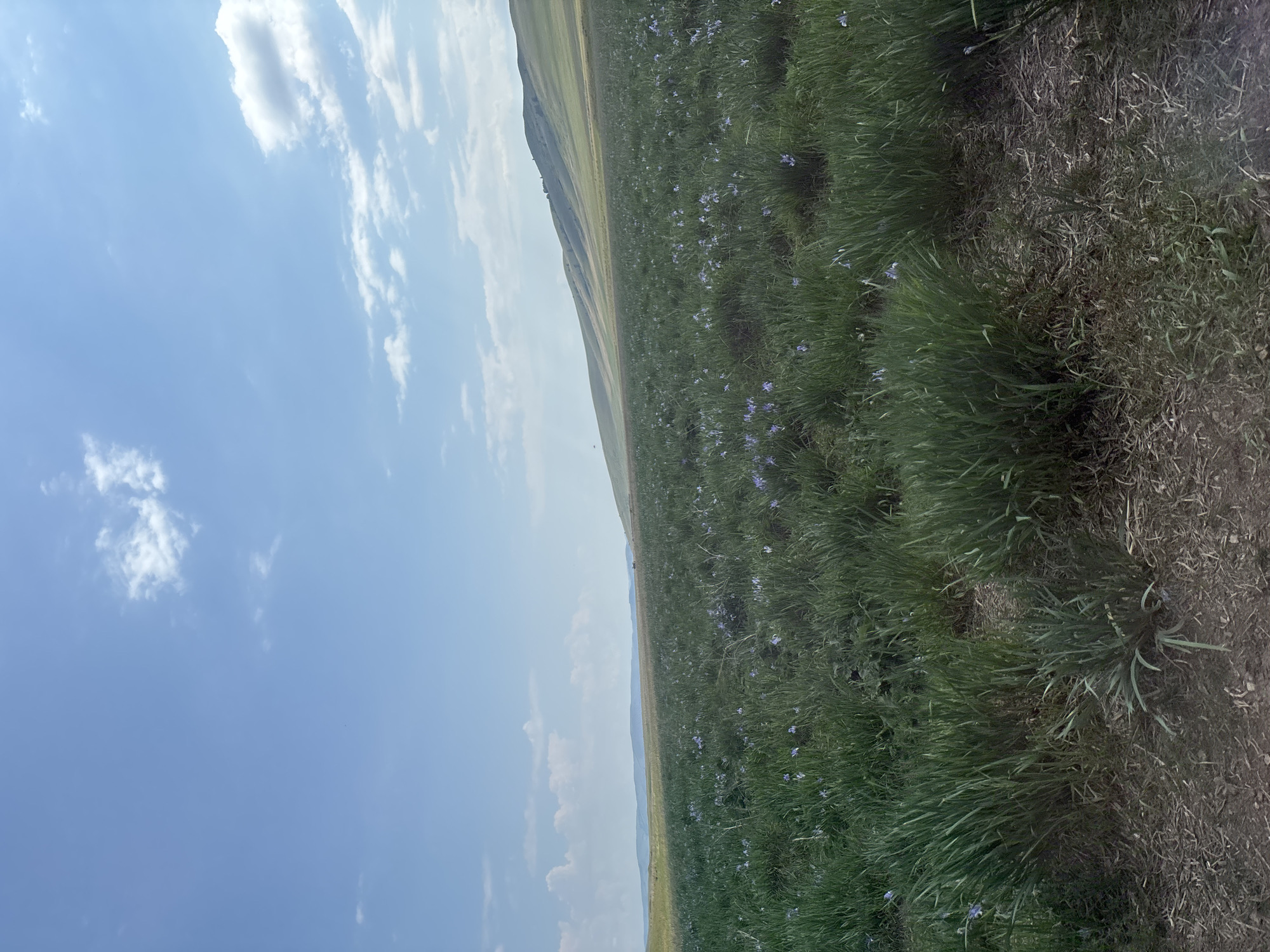 An expansive, lush green meadow is dotted with small purple flowers. The meadow extends towards a rolling, treeless hill that dominates the background. The sky above is a bright, clear blue with scattered white clouds. The foreground shows the textured ground of the meadow, with dry leaves and grass. The image captures a natural landscape, likely a rural or undeveloped area. The location is specified as Троицкое, Russia.