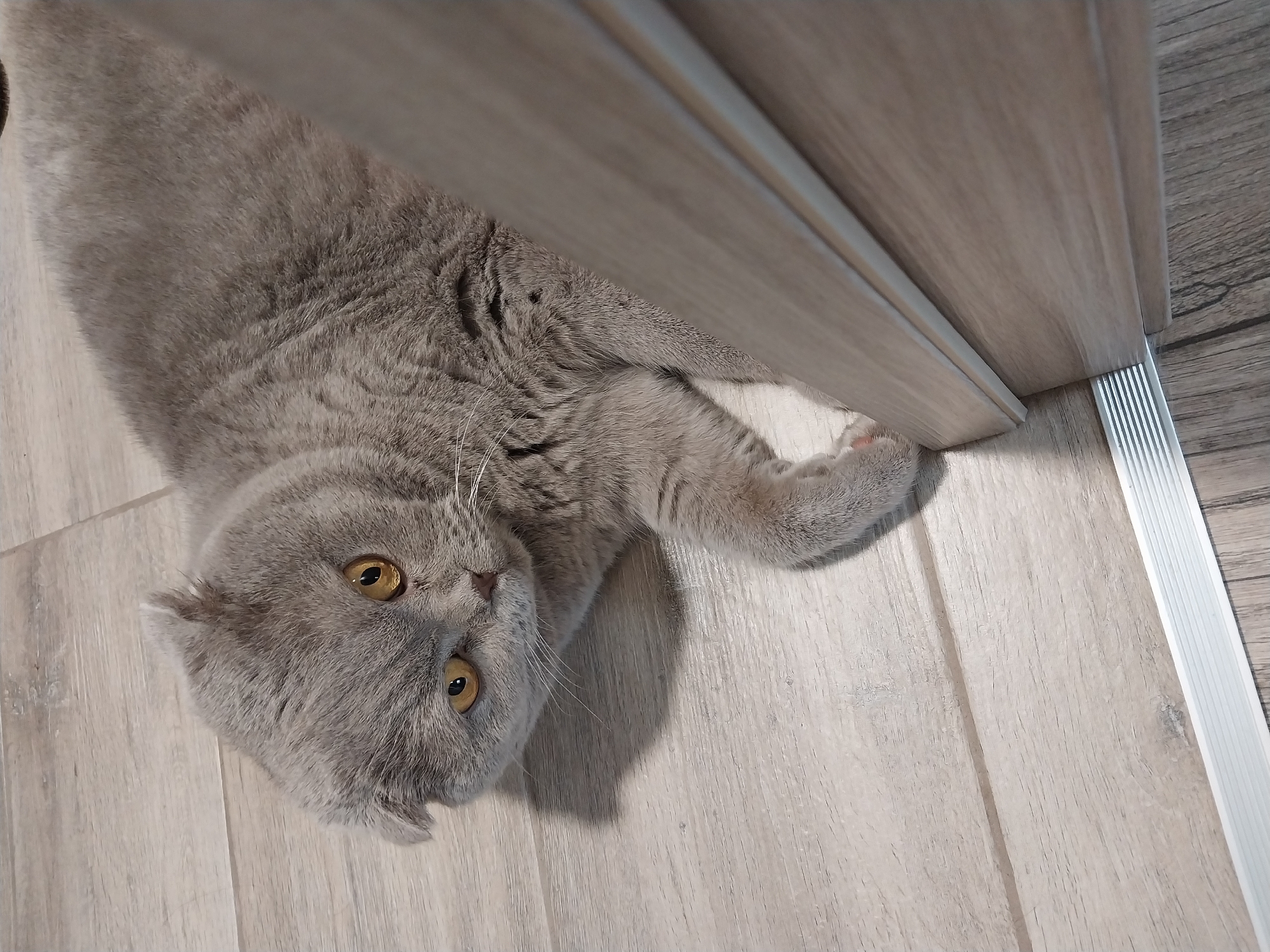 A Scottish Fold cat lies on a light-colored wooden floor, partially behind a wooden door frame. The cat is gray with orange eyes and its ears are folded down. One of its paws is visible near the edge of the door frame. The floor has a wood grain pattern. The scene appears to be indoors.