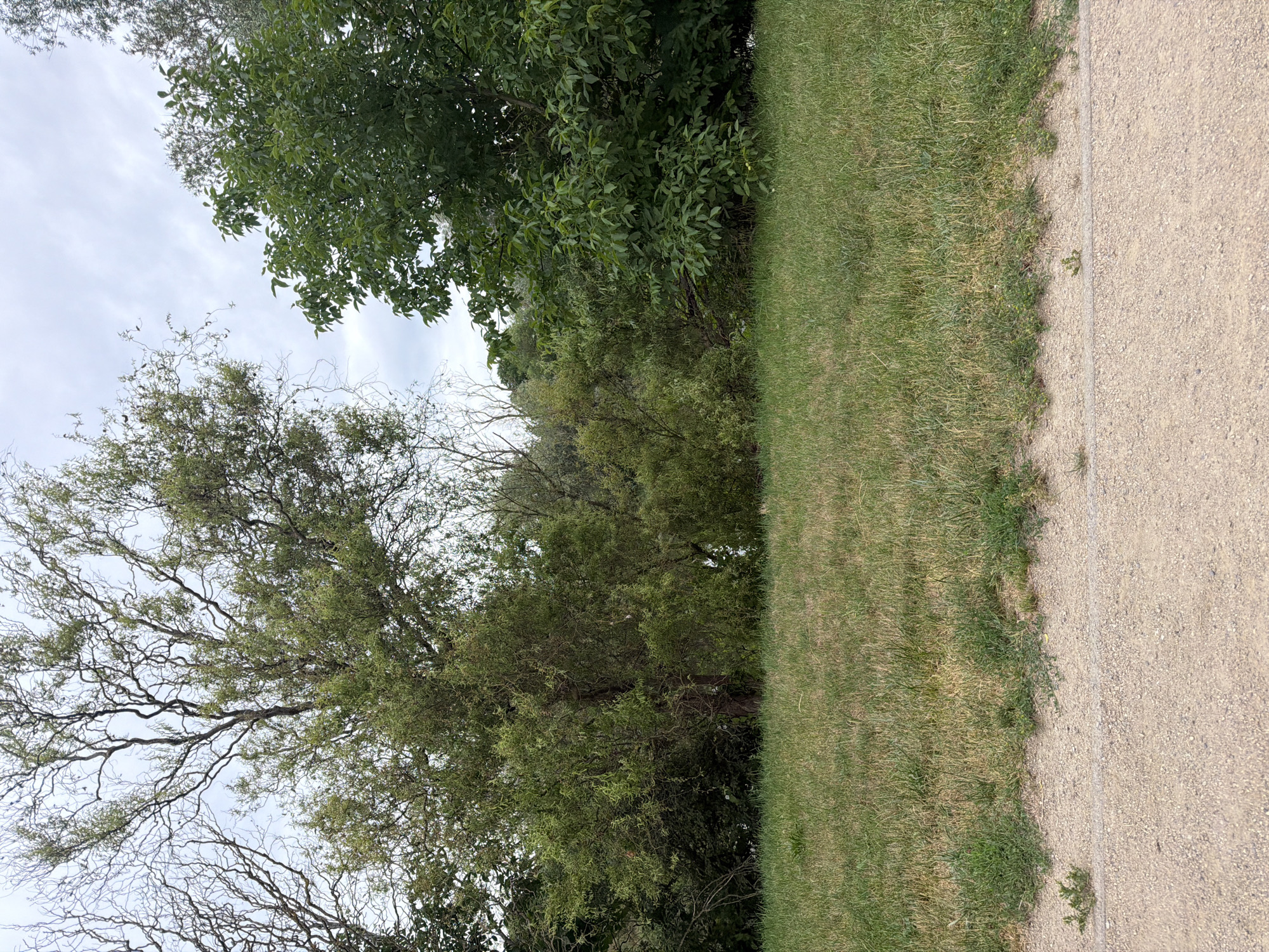 The image shows a view of a grassy area in front of a dense line of trees and foliage. In the foreground, a light-colored gravel path runs horizontally across the bottom of the frame, separated from the grass by a subtle white line. The grass itself appears somewhat dry in patches, with a mix of green and yellow blades. Behind the grass, a variety of trees and bushes form a thick green barrier. The trees vary in leaf density and structure, with some appearing more bare and gnarled, while others are lush and full. The sky above is overcast with gray clouds. No people or animals are visible in the image. The scene suggests an outdoor park or natural area. This specific location is the area of the National Park in the vicinity of the Stobnica lake in Szczecin, Poland.