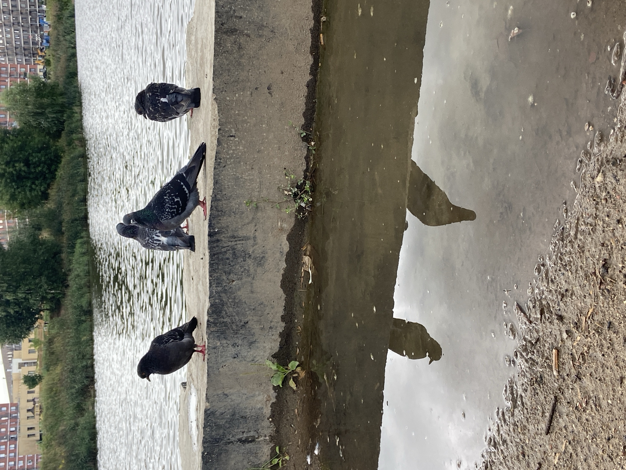 Four pigeons are perched on a concrete ledge next to a body of water. The pigeon on the far left is dark gray with some lighter gray markings on its wings, and it is facing left. The two pigeons in the middle are facing left, with one in front of the other. The front pigeon is dark gray with iridescent green and purple feathers on its neck and white markings on its wings. The pigeon behind it is partially obscured but appears to be similar in coloration. The pigeon on the far right is facing away from the camera, showing a dark gray back with white markings. The concrete ledge appears weathered and has some small green plants growing on its edge. The water reflects the sky and the birds, creating blurred shapes. In the background, there is a shoreline with tall dry grass and trees, and beyond that, several multi-story brick buildings are visible. The overall setting suggests an urban or suburban environment with a water feature.