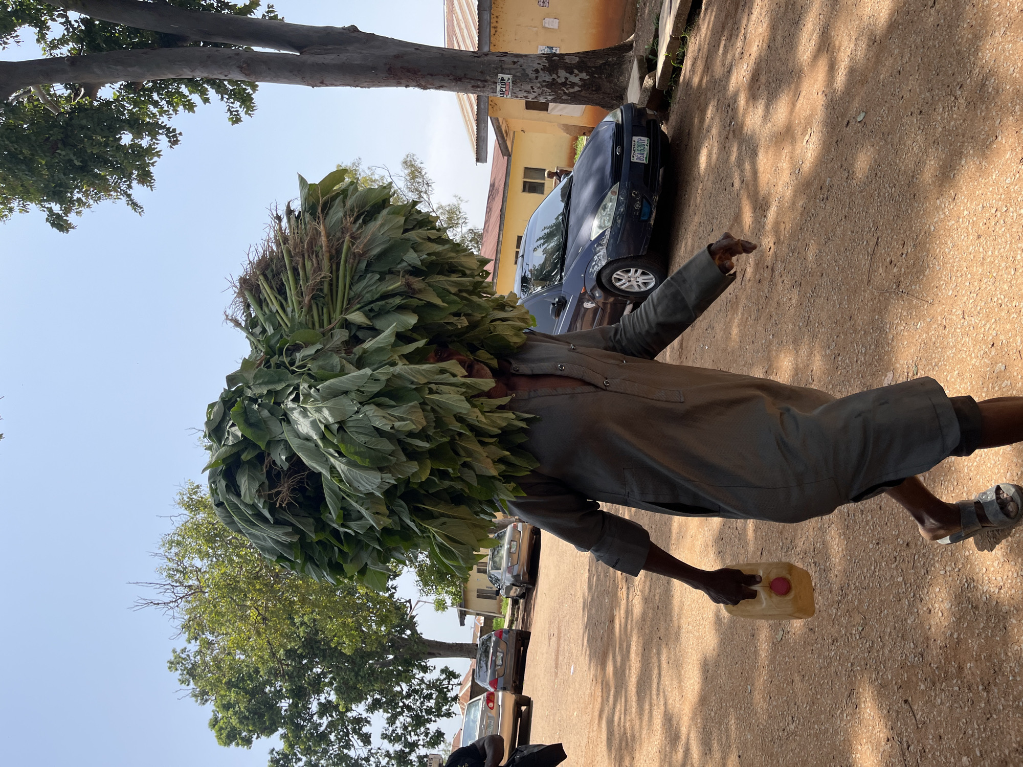 A person carries a large bundle of green leaves, possibly harvested produce, balanced on their head. They are walking on a dirt ground in what appears to be a sunny outdoor setting. The person is wearing a grey shirt and shorts, with sandals on their feet. They are also holding a yellow plastic container with a pink lid in their right hand.
In the background, there are several cars parked, and a building with yellow walls is visible. Trees with green foliage are also present, casting shadows on the ground, suggesting it is daytime. The sky is clear and blue, indicating fair weather. The scene appears to be in a town or city in Jos, Nigeria, as indicated by the presence of vehicles and buildings. The overall impression is of a person engaged in everyday activity, possibly transport of goods for sale or personal use. No discernible text is visible in the image, except for what may be a license plate on one of the cars.