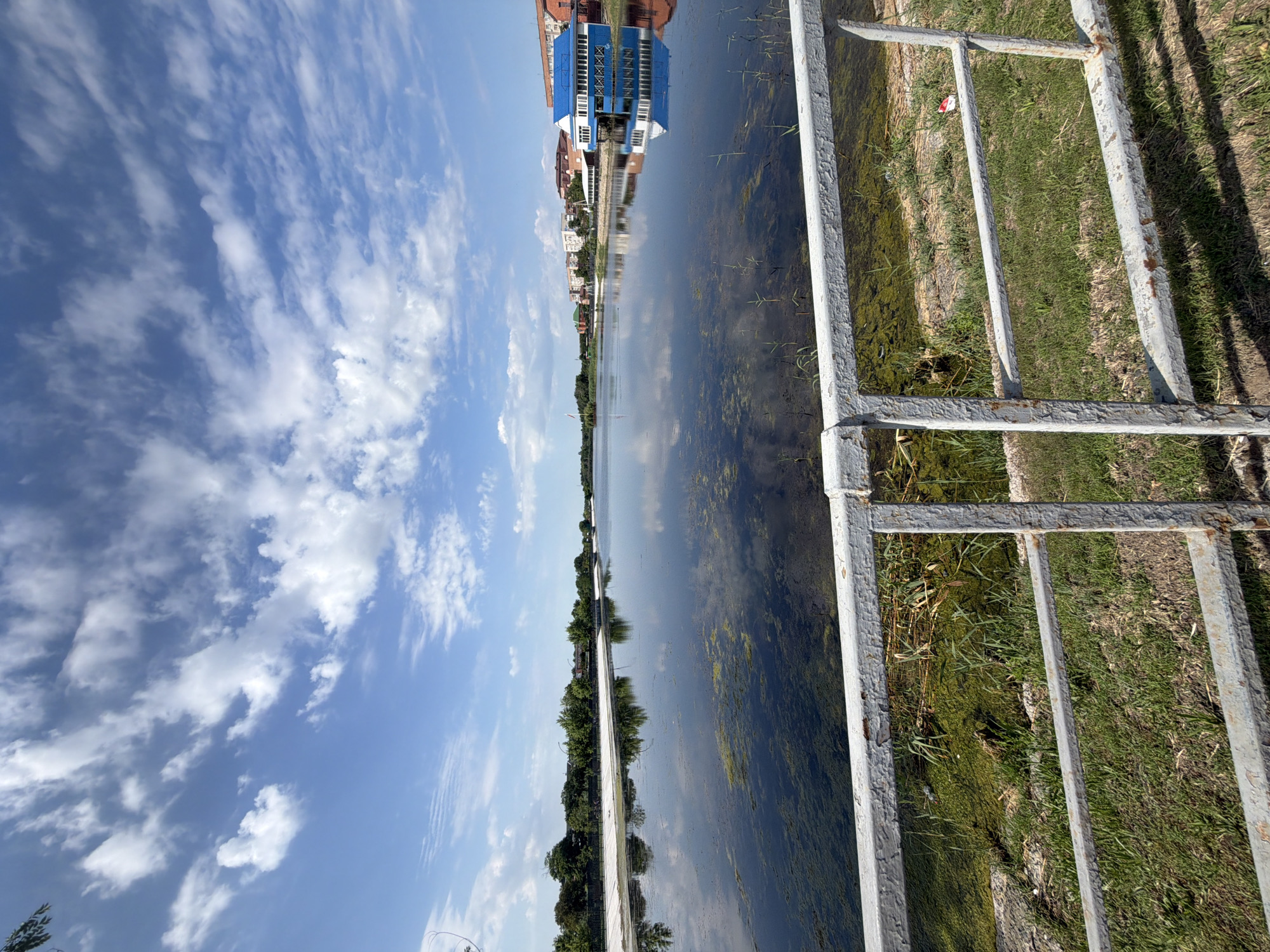 This is a vertical, eye-level shot of a calm body of water with a visible white railing in the foreground. The water reflects the blue sky and scattered white clouds, as well as trees and buildings on the far bank. The water appears somewhat murky and has patches of green aquatic vegetation. Beyond the water, a line of trees separates the water from a cluster of buildings, including a prominent blue building with white trim, which appears to be a restaurant or cafe. The sky is bright blue with fluffy white clouds. The area around the railing is covered in green grass with some dry patches and sparse weeds. The railing itself is made of metal with peeling white paint and visible rust. The scene depicts an outdoor environment, possibly a park or waterfront area, in the city of Leningradskaya, Russia. No people or animals are visible in the frame.
