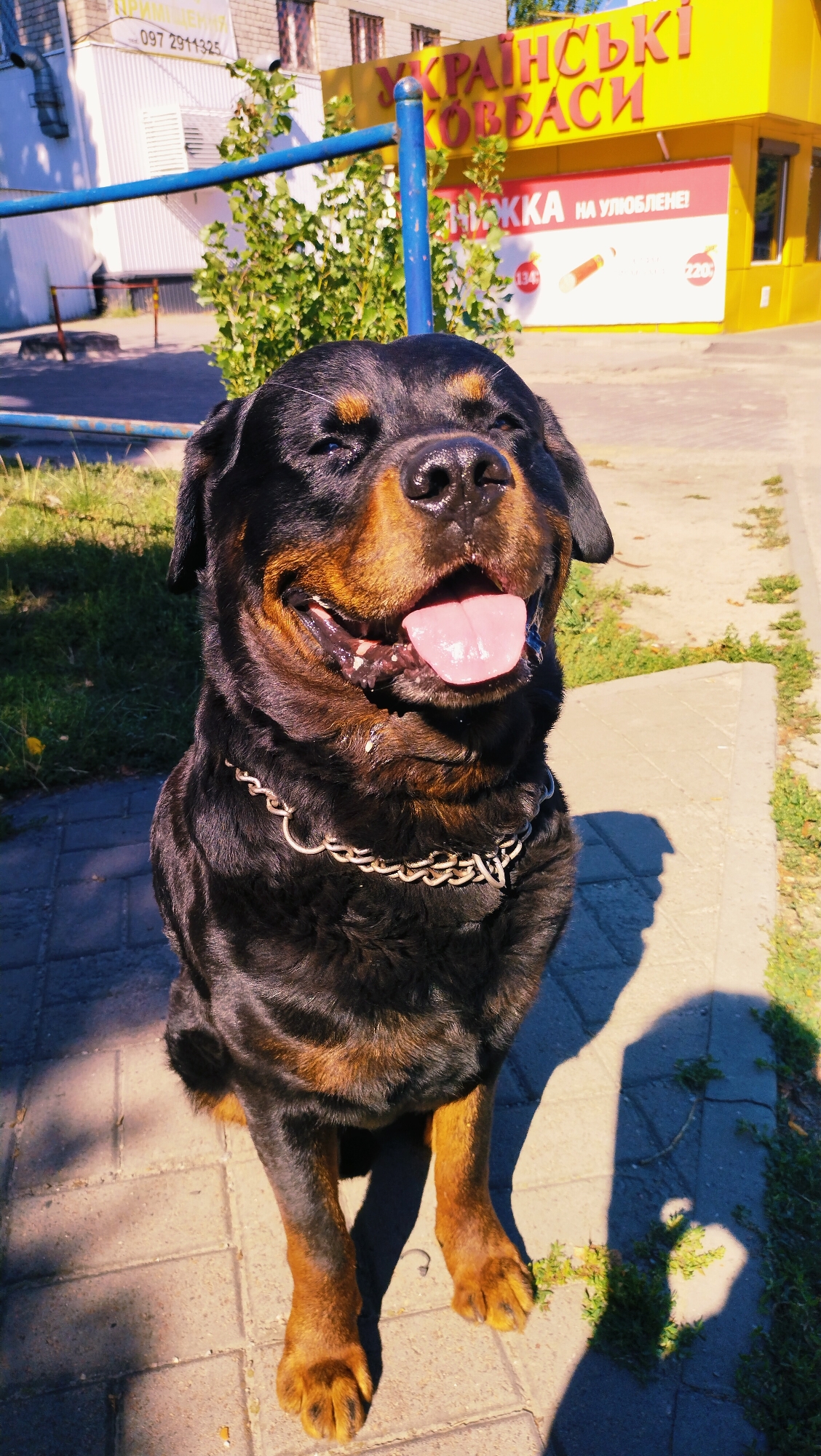 An outdoor, eye-level, medium shot captures a Rottweiler sitting on a paved surface in front of a building with yellow signage in Ukrainian. The dog, with its mouth open and tongue out, is looking directly at the camera with a contented expression. A silver chain collar adorns its neck. Behind the dog, a blue metal structure, possibly a fence or playground equipment, is visible. The building's signage, which is yellow with red lettering, appears to be a storefront. The ground is a mix of paved stones and sparse green grass. The lighting suggests it is a sunny day, with shadows cast on the ground. The environment appears to be an urban setting, specifically in the city of Horishni Plavni, Ukraine.