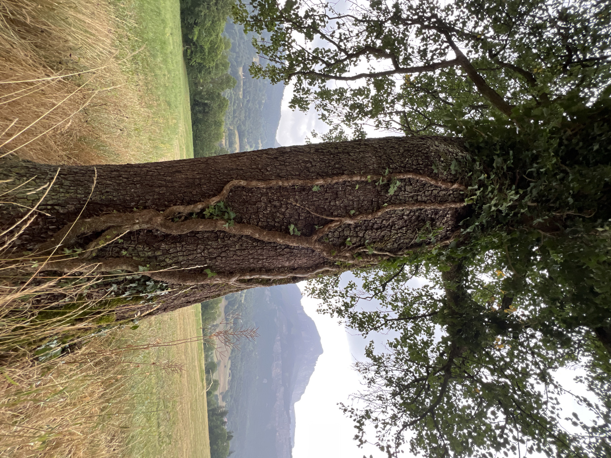 A close-up, low-angle shot focuses on the rough, textured bark of a large, old tree trunk. Several thick, twisted vines, covered in small green leaves, wrap their way up the trunk. The tree is positioned in a field of tall, dry, golden-brown grass in the foreground. In the middle ground, a vibrant green, mown field stretches out, dotted with scattered trees and distant buildings. Beyond that, rolling hills covered in lush green forests recede into the distance. Dominating the background is a majestic, rugged mountain peak, its summit partially obscured by clouds. The sky is overcast with soft, diffused light. The scene appears to be a rural landscape with mountainous terrain, potentially located in or near Sallanches, France, given its characteristic French Alps scenery. No people or animals are visible in the frame.