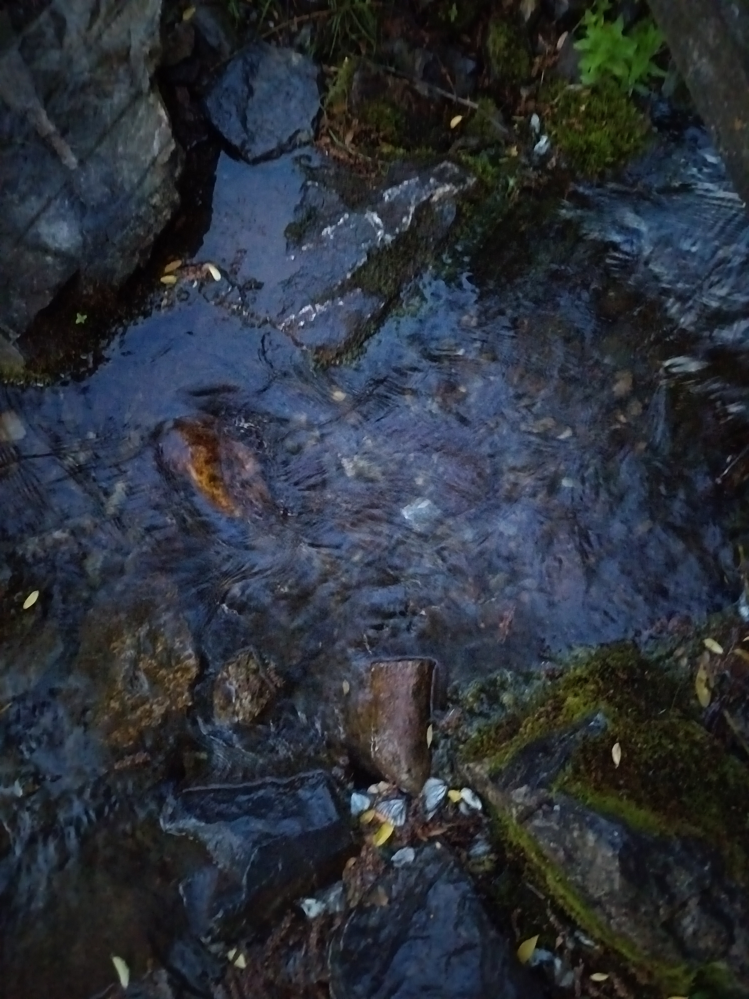 The image shows a close-up, high-angle view of a shallow, fast-flowing stream or creek bed with rocks and moss. The water is dark and reflective, with ripples and currents visible. Several smooth, rounded rocks of various sizes are present in and around the water. Some areas of the rocks are covered in green moss. Fallen yellow leaves are scattered on the rocks and in the water. The overall scene suggests a natural, outdoor environment. The location in the city of Soloneshnoye, Russia, indicates this is likely a natural water feature within or near the settlement. There are no people or animals visible in the image. The lighting appears to be dim, possibly suggesting dawn, dusk, or an overcast day.