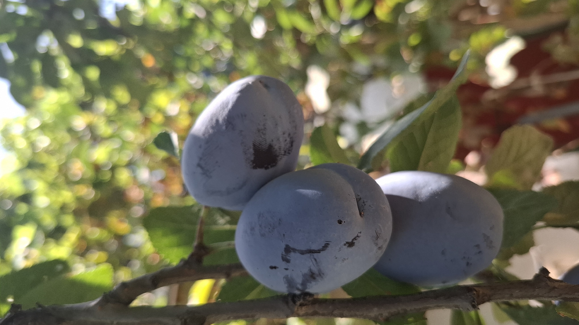 The image shows a close-up view of three ripe plums hanging from a tree branch, with a blurred background of green foliage and sunlight. The plums are a deep bluish-purple color and appear to be smooth-skinned with some slight imperfections or marks. One plum is in the foreground, slightly to the left, and is in sharp focus. Behind it, to the upper right, are two more plums, one partially obscuring the other, both slightly out of focus. The branch is rough and brown, and some green leaves are visible around the fruit. The overall lighting suggests a sunny day. The image does not contain any people, buildings, or specific landmarks that would indicate its location within the city of Шұбарсу, Kazakhstan.
