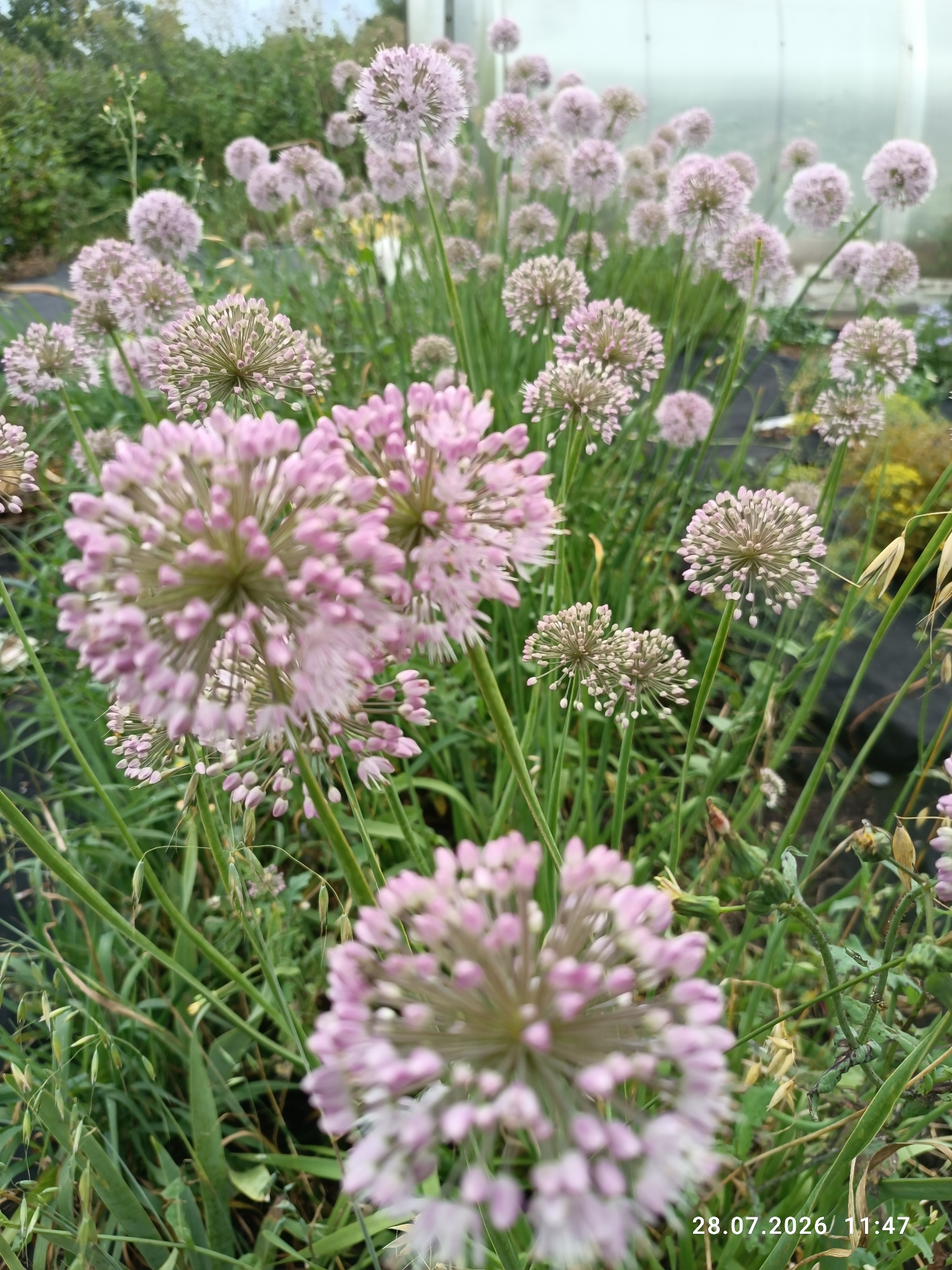 An outdoor, close-up, vertical, low-angle shot captures a dense bed of pink allium flowers in a garden setting. The flowers, with their spherical clusters of tiny florets, are in various stages of bloom and appear as soft, fuzzy orbs against the green grass and stems. Some florets are tightly packed and pointed, while others have begun to open and soften. In the background, a blurry greenhouse structure with a white frame and translucent panes is visible, suggesting an agricultural or horticultural environment. The overall impression is one of lush greenery and delicate floral blooms. The date stamp "28.07.2026 / 11:47" is present in the lower right corner of the image.