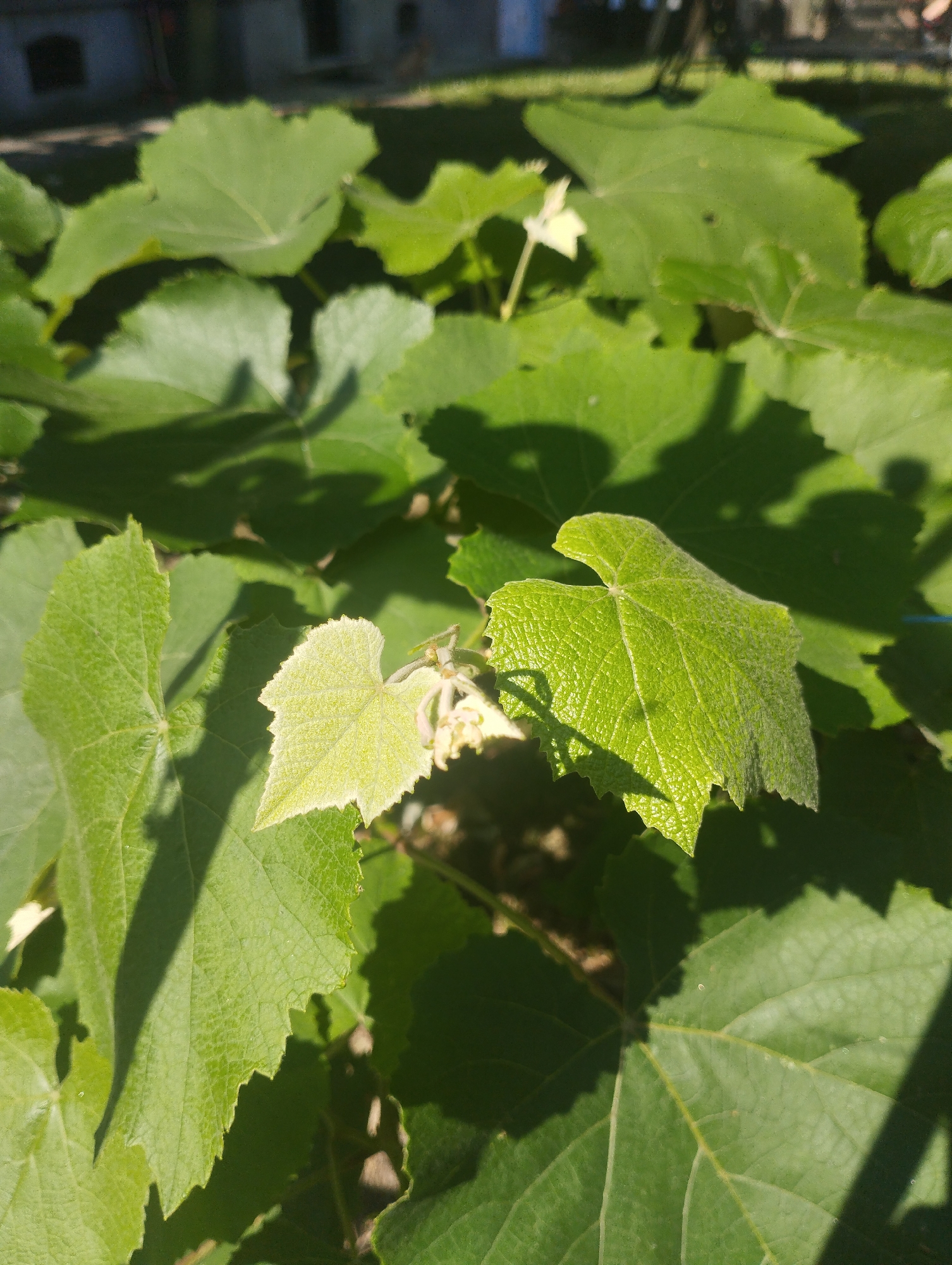 An outdoor, close-up shot features the bright green leaves of a plant, likely a vine, bathed in sunlight. The leaves are various shades of green, with some lighter, newer growth appearing in the foreground. Shadows from the leaves cast dark patterns on the surface of other leaves. In the blurred background, structures that appear to be buildings or walls are visible, along with glimpses of grass and trees. The scene appears to be set in a garden or yard.