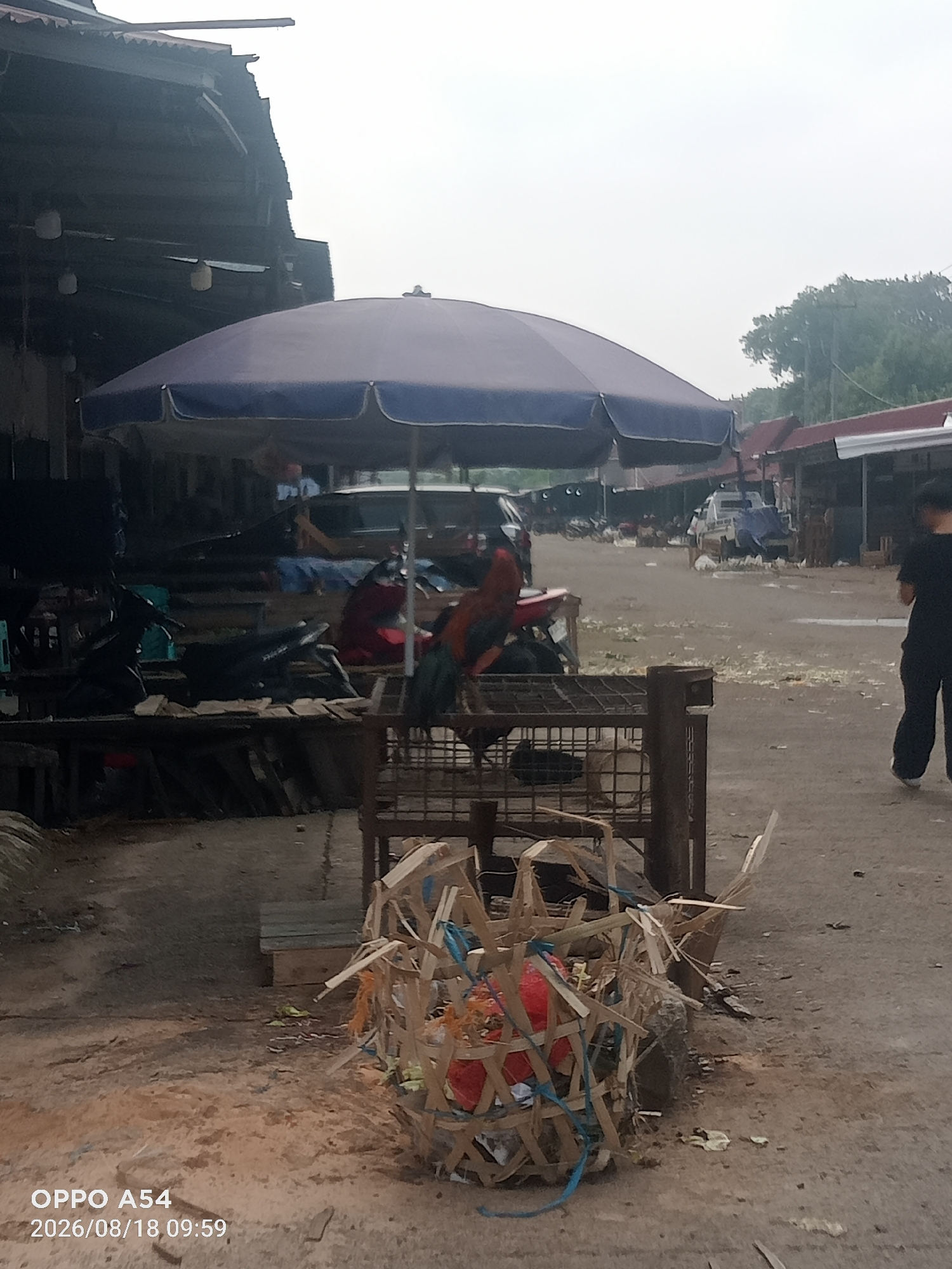 This image depicts an outdoor market scene, likely in Jambi, Indonesia, given the timestamp. In the foreground, a woven basket filled with red and white material sits on the ground. Behind it, a metal cage contains chickens. A large blue umbrella provides shade over a section of the market. To the left, several motorcycles are parked. In the mid-ground, there are more stalls and parked vehicles, including a white pickup truck. Numerous chickens are scattered across the ground throughout the market area. A person in a black shirt and pants is walking away from the camera on the right side of the image. The ground is dirt and appears somewhat wet. The overall atmosphere suggests a bustling marketplace with livestock for sale.