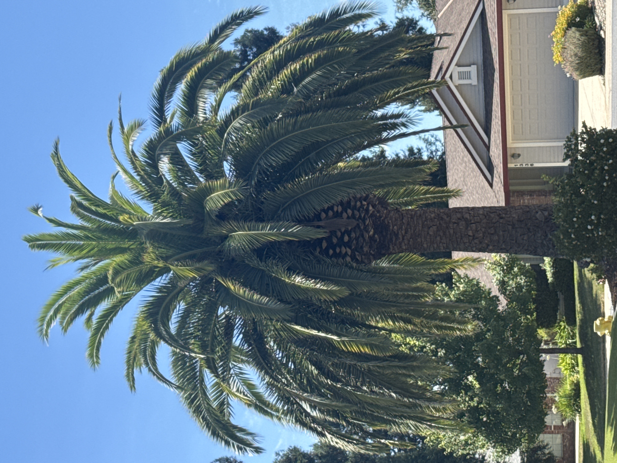 This image depicts a mature palm tree in the foreground, dominating the center of the frame. The palm tree has a thick, textured trunk and a full crown of fronds that extend outwards and downwards. Behind the palm tree, a suburban house with a light-colored siding and a reddish-brown roof is visible. The house features a garage door with horizontal panels. To the left of the house, a portion of another building with brick accents can be seen. The property is landscaped with a well-maintained lawn, shrubs, and a yellow fire hydrant on the left side of the image. The sky is clear and blue, suggesting a sunny day. The scene appears to be in Roseville, California, United States of America, given the typical suburban architecture and the presence of palm trees. There are no people visible in the image.