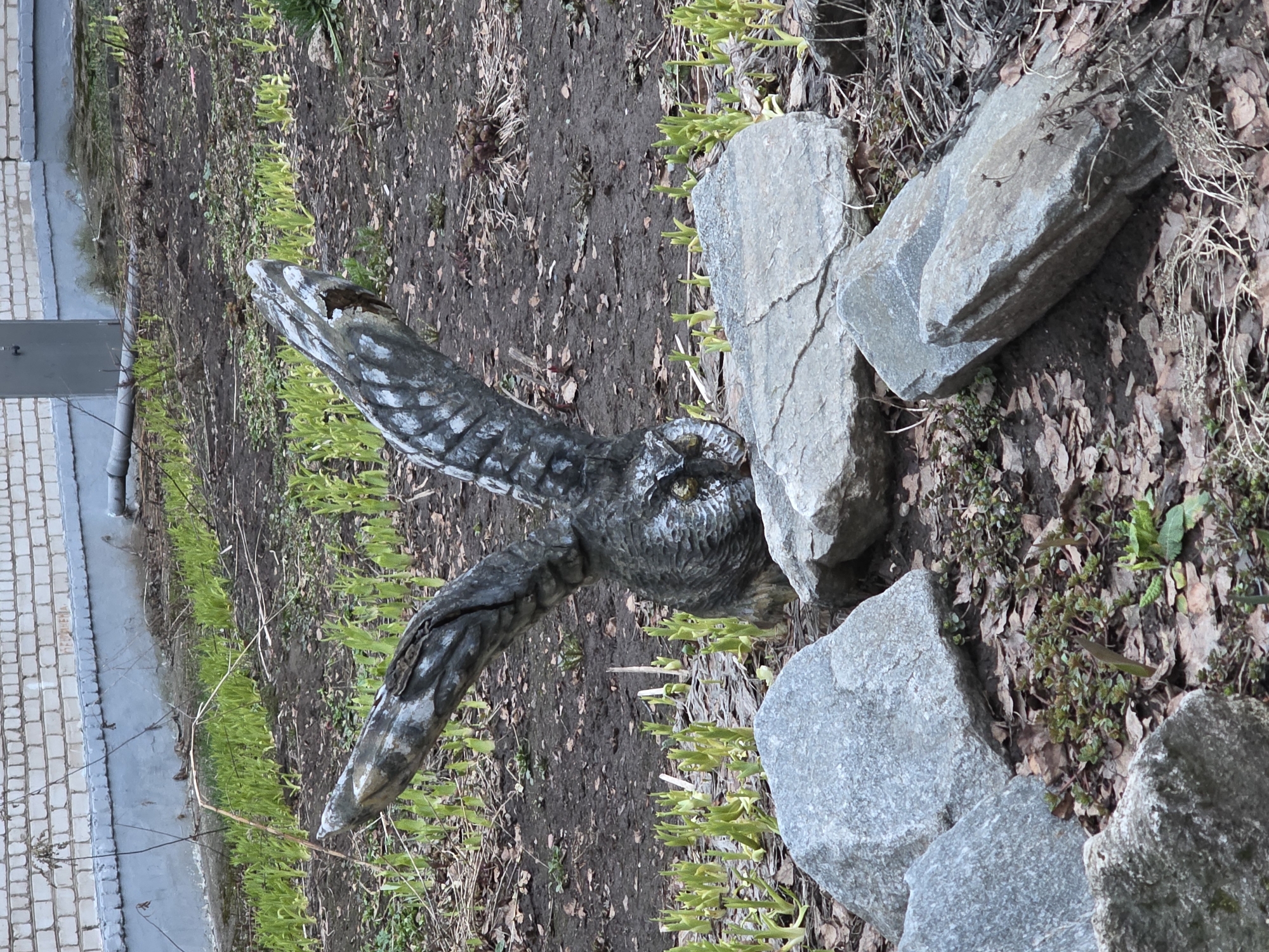 An outdoor scene features a dark-colored owl statue with outstretched wings and bright yellow eyes, positioned low to the ground. The statue, possibly carved from wood or stone with white painted accents, is situated among several large, grey rocks. The ground consists of dark soil, sparse with small patches of light green emerging plants and scattered dry brown leaves. In the background, to the left, a light-colored brick wall of a building is visible, with a grey pipe running along its base. The lighting appears soft and diffused, characteristic of daytime, possibly early morning or late afternoon. The new plant growth suggests springtime. No activity is taking place, and there is no visible text.