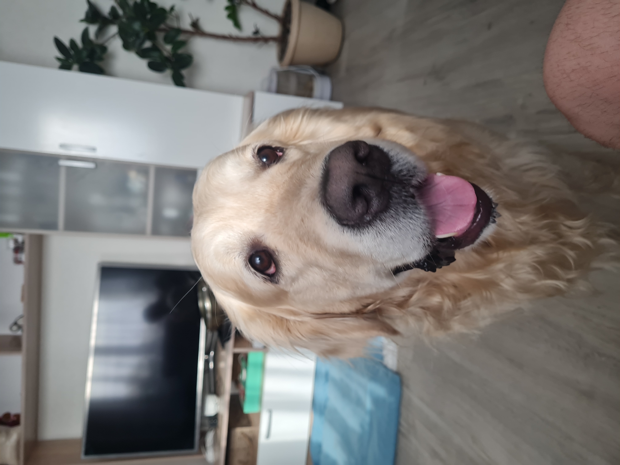 The image is an indoor shot of a Golden Retriever dog from a close-up perspective. The dog is looking up at the camera with its tongue sticking out. The dog has light golden fur and a large, wet black nose. The background is a blurry indoor environment with a television, some furniture, and a potted plant visible. A small part of a person's leg is also visible in the upper right corner. The location is Chaikovsky, Russia.
