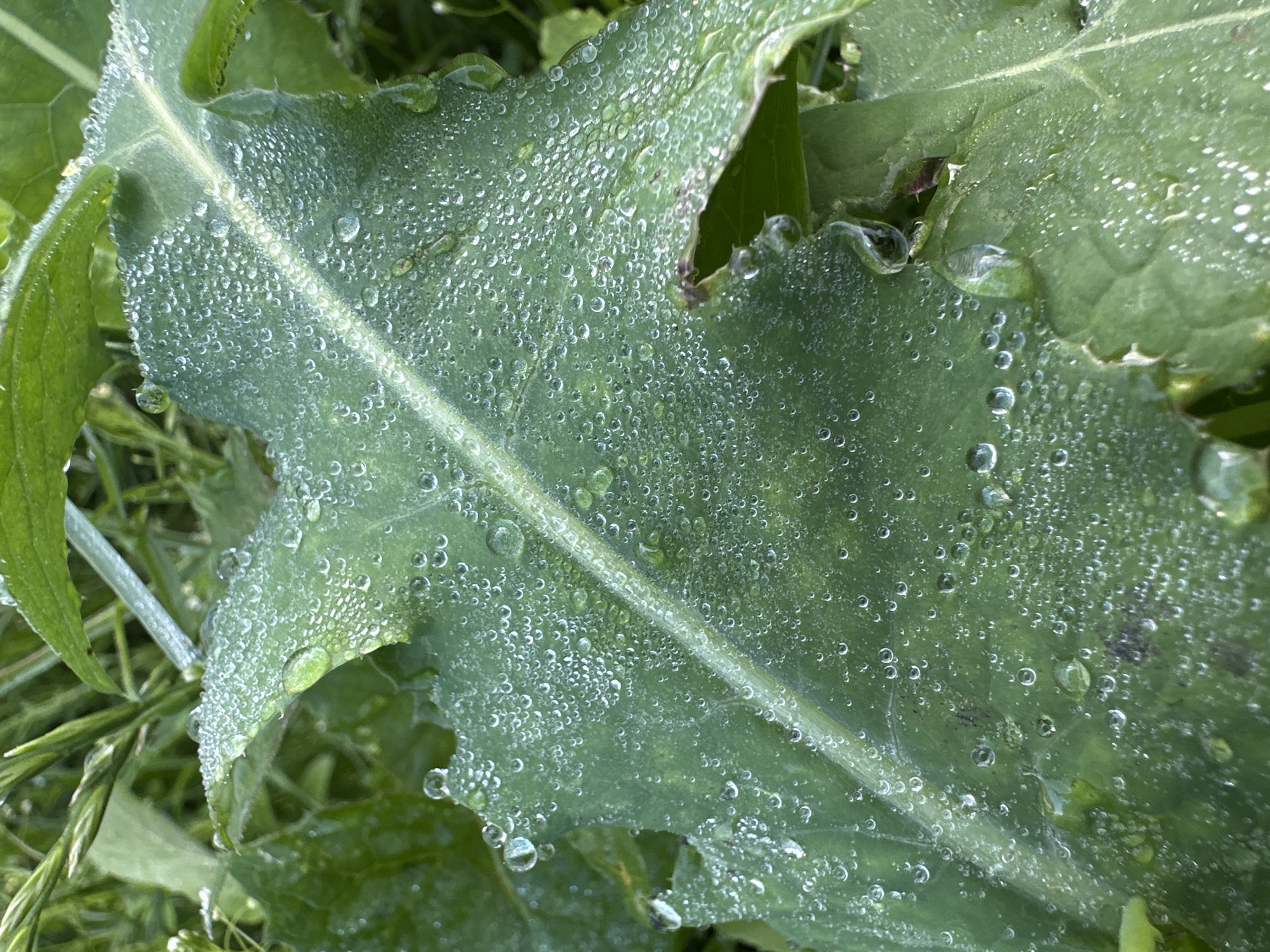 This close-up, macro photograph showcases a large, textured green leaf covered in numerous small, clear water droplets, likely dew. The droplets vary in size and distribution, creating a sparkling effect across the leaf's surface. The leaf itself appears somewhat rough and possibly serrated along its edges, with a prominent central vein.
The overall scene is natural and outdoors, with other green foliage and grasses visible in the background, suggesting a garden or wild area. The lighting indicates it is likely morning, given the presence of dew and the soft, diffused light. There are no people or man-made objects present, emphasizing a focus on the natural detail. The image evokes a sense of freshness and the quiet beauty of nature after a cool night.
The location context of Yaroslavka, Russia, places this scene within a temperate climate, where dew formation is common, particularly during warmer months or in humid conditions. The image is purely descriptive and captures a moment of natural phenomenon. No text is visible in the media file.