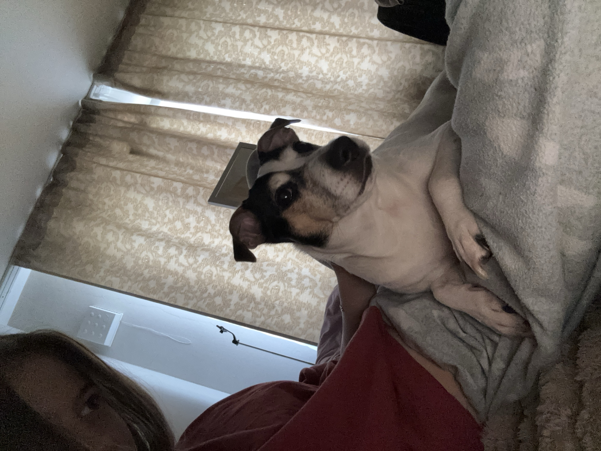 An indoor scene captured from a low angle shows a dog lying on a bed with a person's head and shoulder visible in the upper left corner. The dog, a terrier mix, has black, white, and tan markings and is lying on a gray blanket. The person is wearing a red shirt. Behind the dog are light-colored curtains with a subtle pattern. To the left of the curtains, a white wall is visible, and a slim black floor lamp is positioned on the wall. A small white object with nine circular indentations is mounted on the wall. The overall setting appears to be a bedroom. The image's resolution is 2025x2532 pixels. The metadata does not contain information about the location in Vsevolozhsk, Russia.