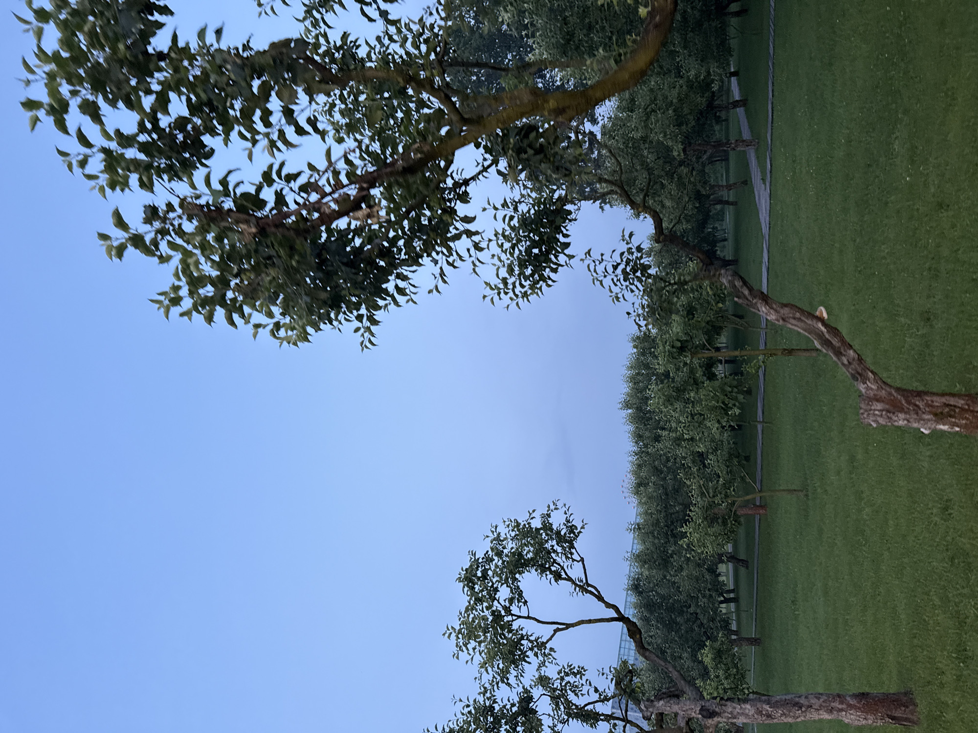 The image depicts an orchard with several rows of trees, likely apple trees, under a clear, light blue sky, suggesting it's either early morning or late evening. The ground is covered in lush green grass, and a paved pathway winds through the orchard. In the background, a modern building with a curved glass facade is visible, hinting at an urban setting. The overall impression is one of a well-maintained park or botanical garden. The specific location within Moscow, Russia, cannot be determined from the image alone.