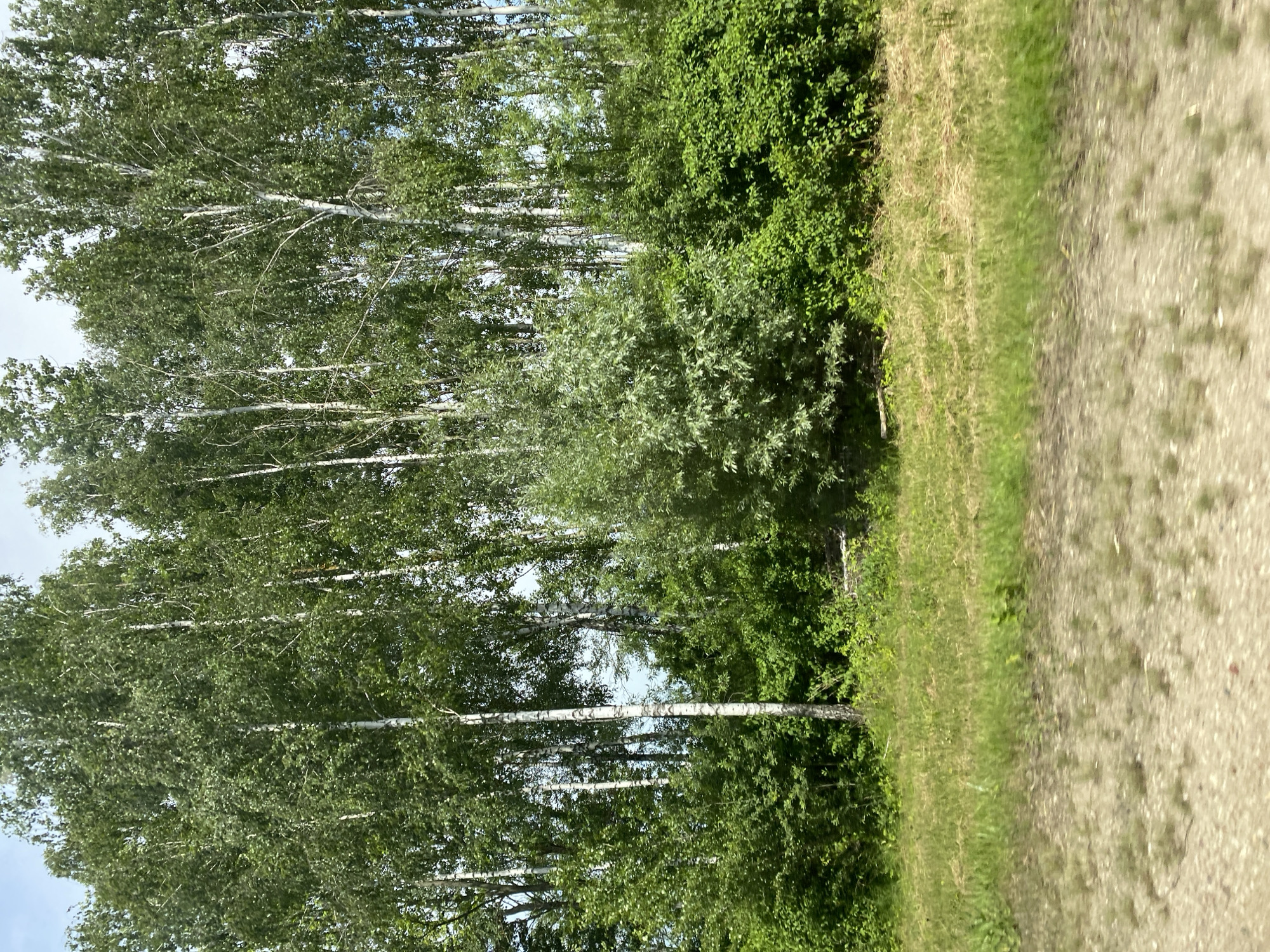 A full shot shows a row of birch trees and lush green foliage. The trees are tall and slender with white bark, and their leaves are a vibrant green, forming a dense canopy. Below the trees, a variety of bushes and smaller plants create a thick undergrowth. The ground in front of the trees is covered with dry grass and some patches of green. A dirt road or path is visible in the foreground, with a slightly blurry texture. The sky is visible in the background, appearing pale blue. This scene is located in the village of Lyshchytsky, within the Lystschytsky Selsoviet of Belarus.