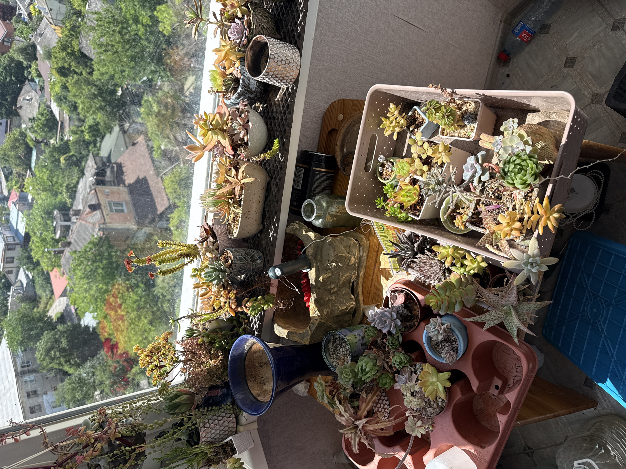 An overhead shot captures a collection of potted succulents arranged on a windowsill and surrounding surfaces, overlooking a densely vegetated urban landscape. The succulents, in various shapes, sizes, and colors, are housed in an assortment of pots, including decorative ceramic containers, a blue vase, and a pink plastic tray. Some plants hang over the edge of the window, while others are neatly arranged in rows. The background reveals a cityscape with rooftops and trees, suggesting an outdoor setting. Sunlight streams through the window, illuminating the plants and casting shadows. There are no people visible in the image.